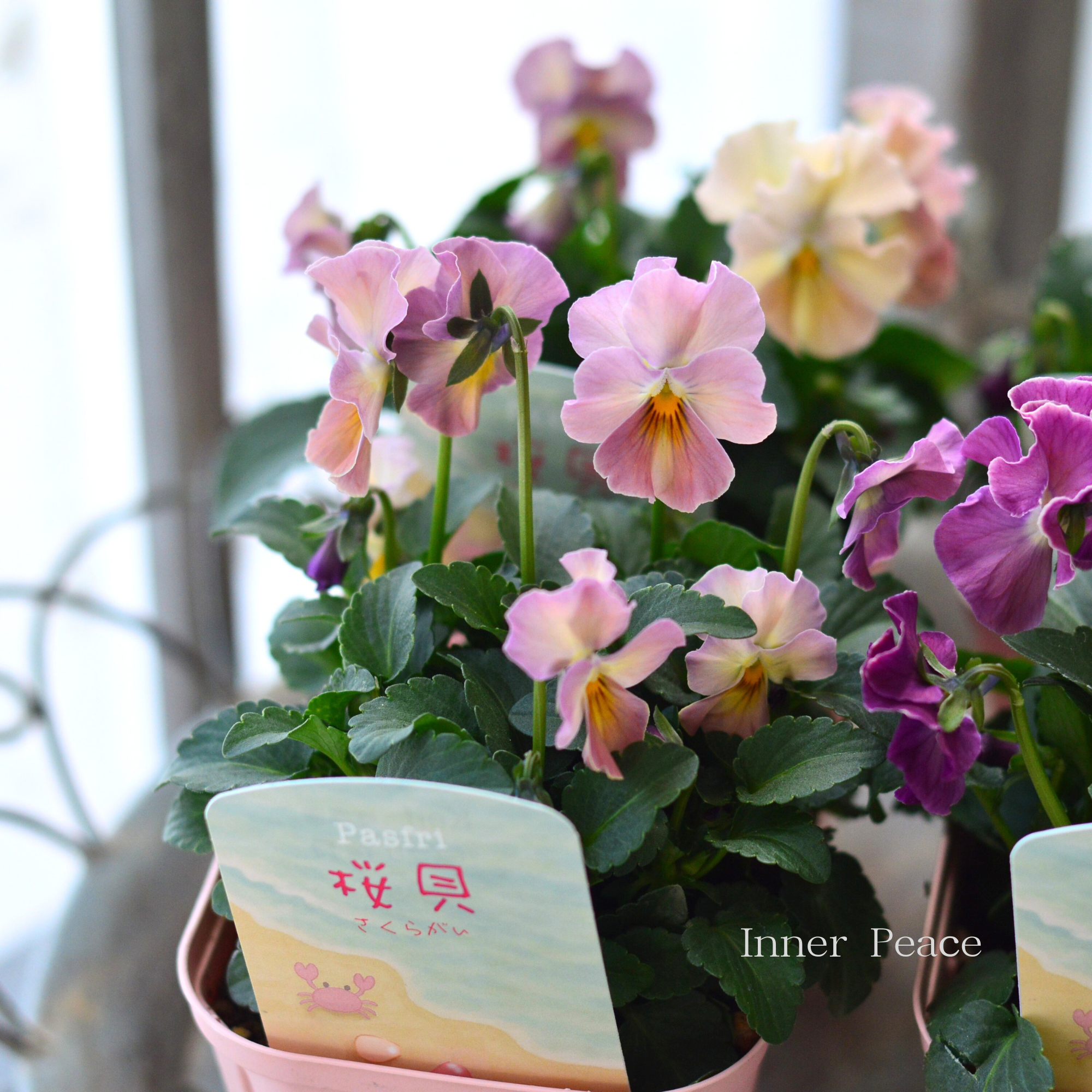【桂楓園さんオリジナル】 パンジー　『pasfri  ～パスフリ～・桜貝』   3.5寸POT