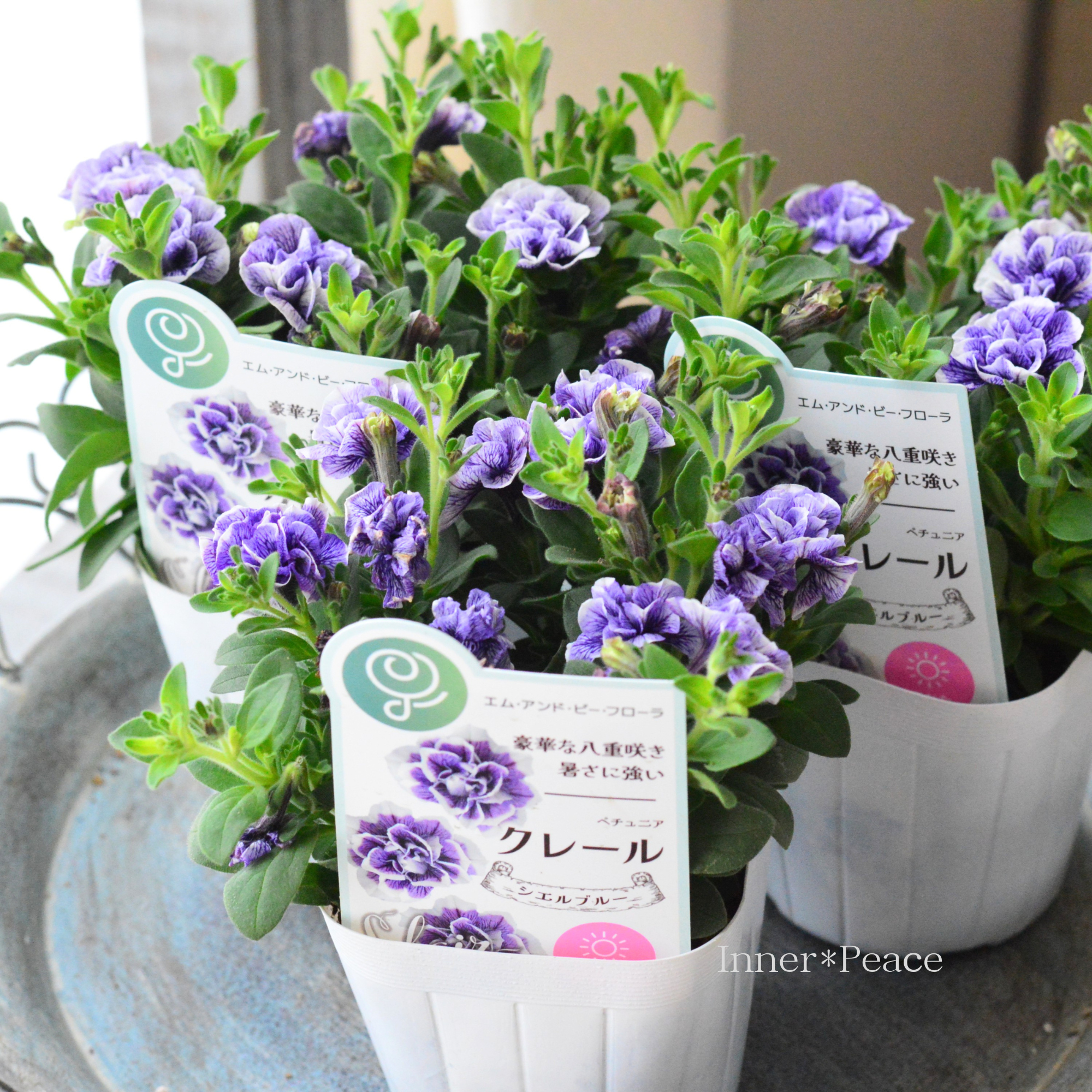 【八重咲き】 ペチュニア 『クレール・シエルブルー』　　　3.5寸POT