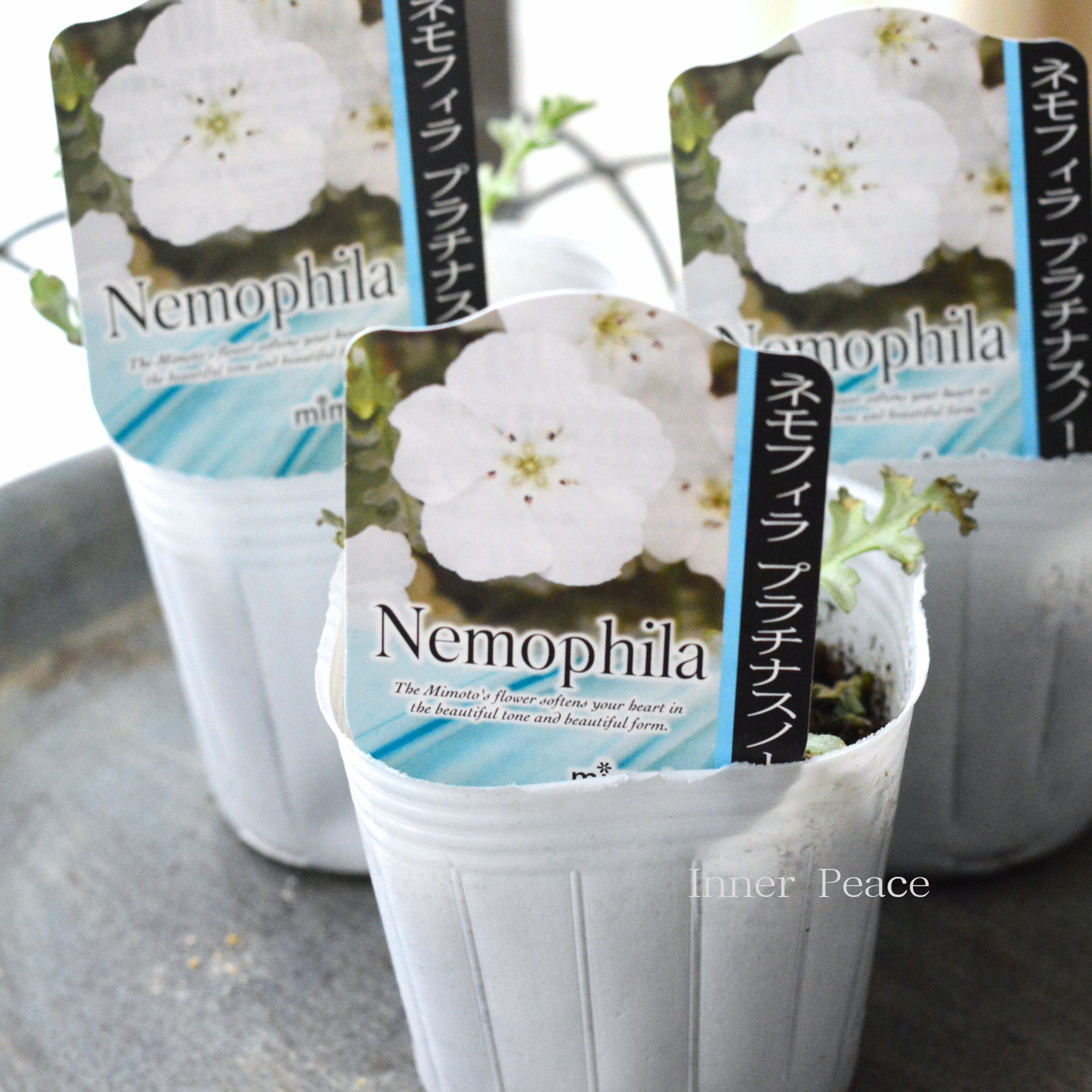 【見元園芸さん】 ネモフィラ　『プラチナスノー』　植え込み用　　3寸POT