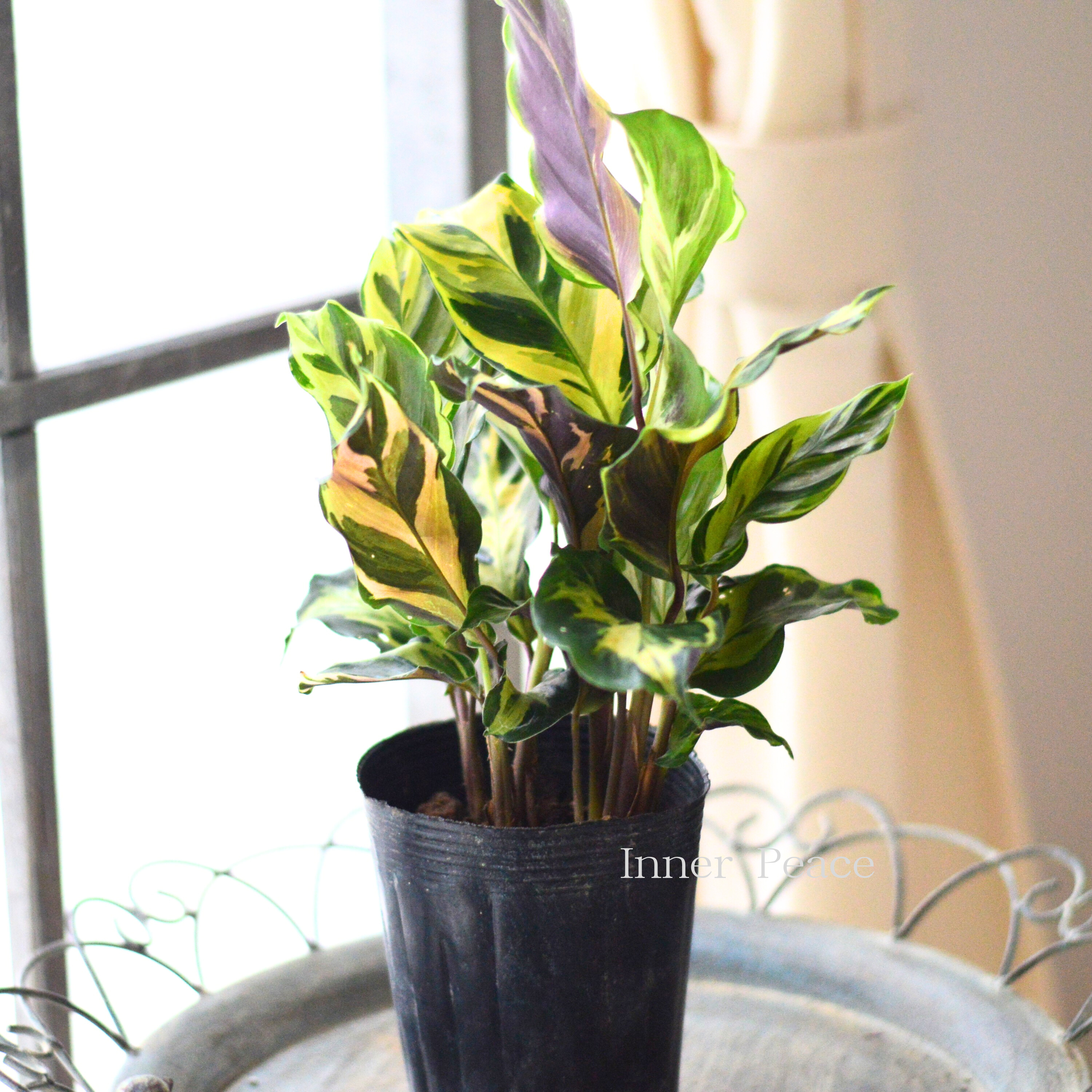 【観葉植物】　カラテア　『エンペラー』　　3.5寸ロングPOT