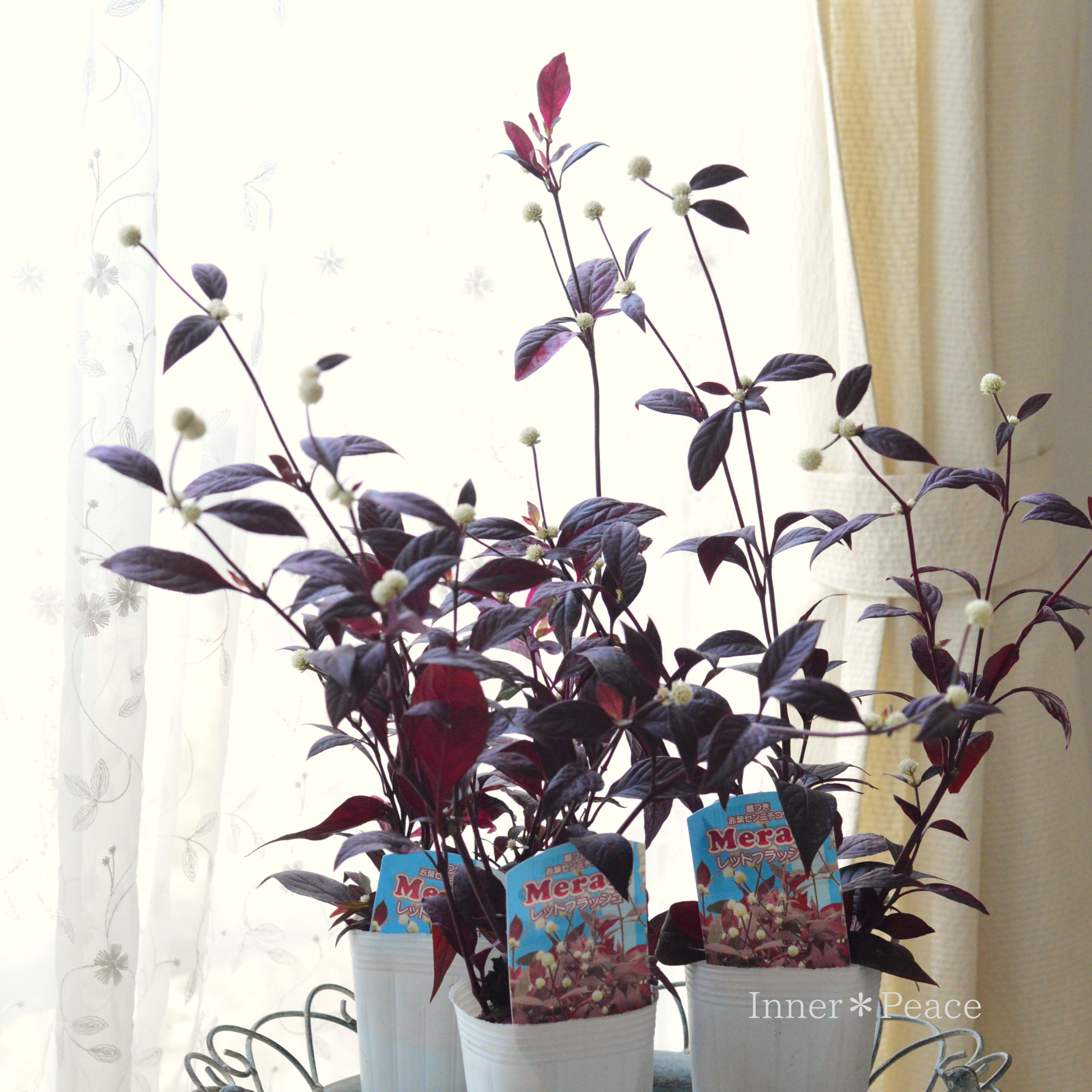 【寄せ植えに】 アカバセンニチコウ（アルテルナンテラ・レッドフラッシュ）  3寸ロングPOT
