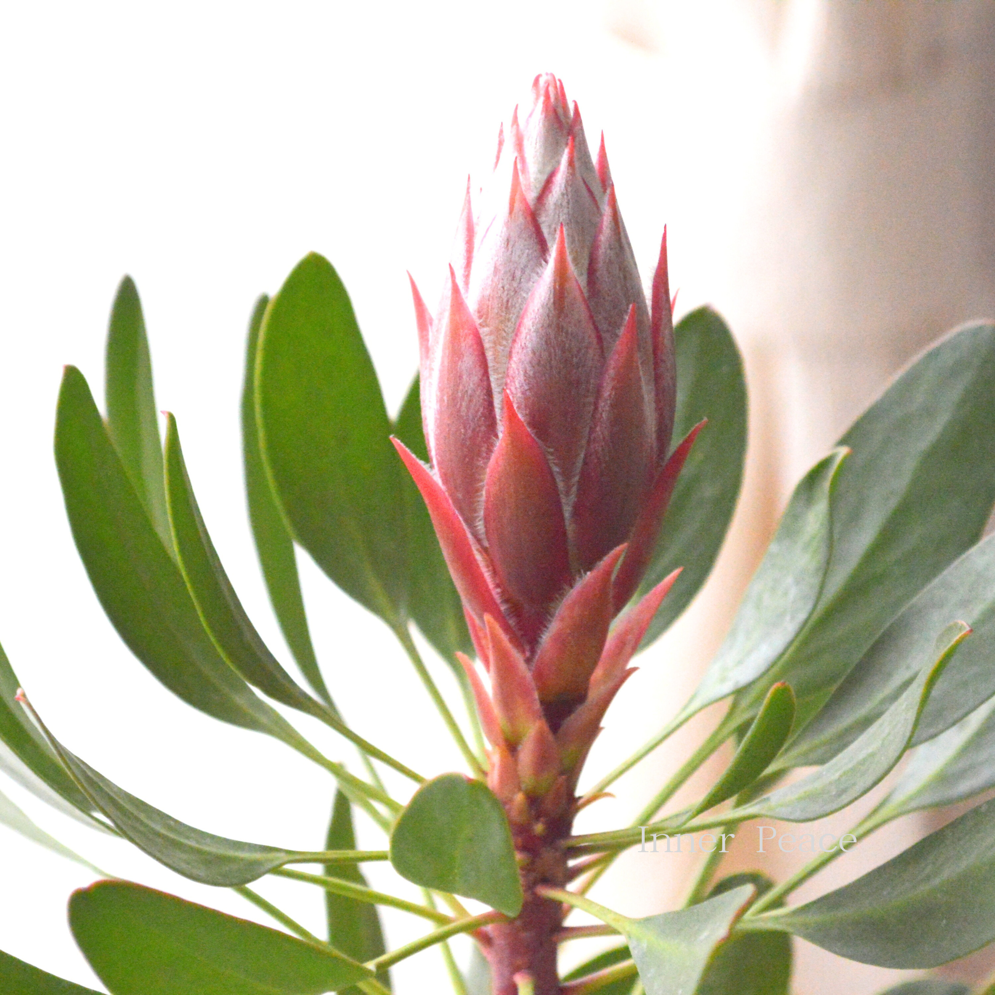 【人気】 プロテア　『リトルプリンス』　　６号鉢