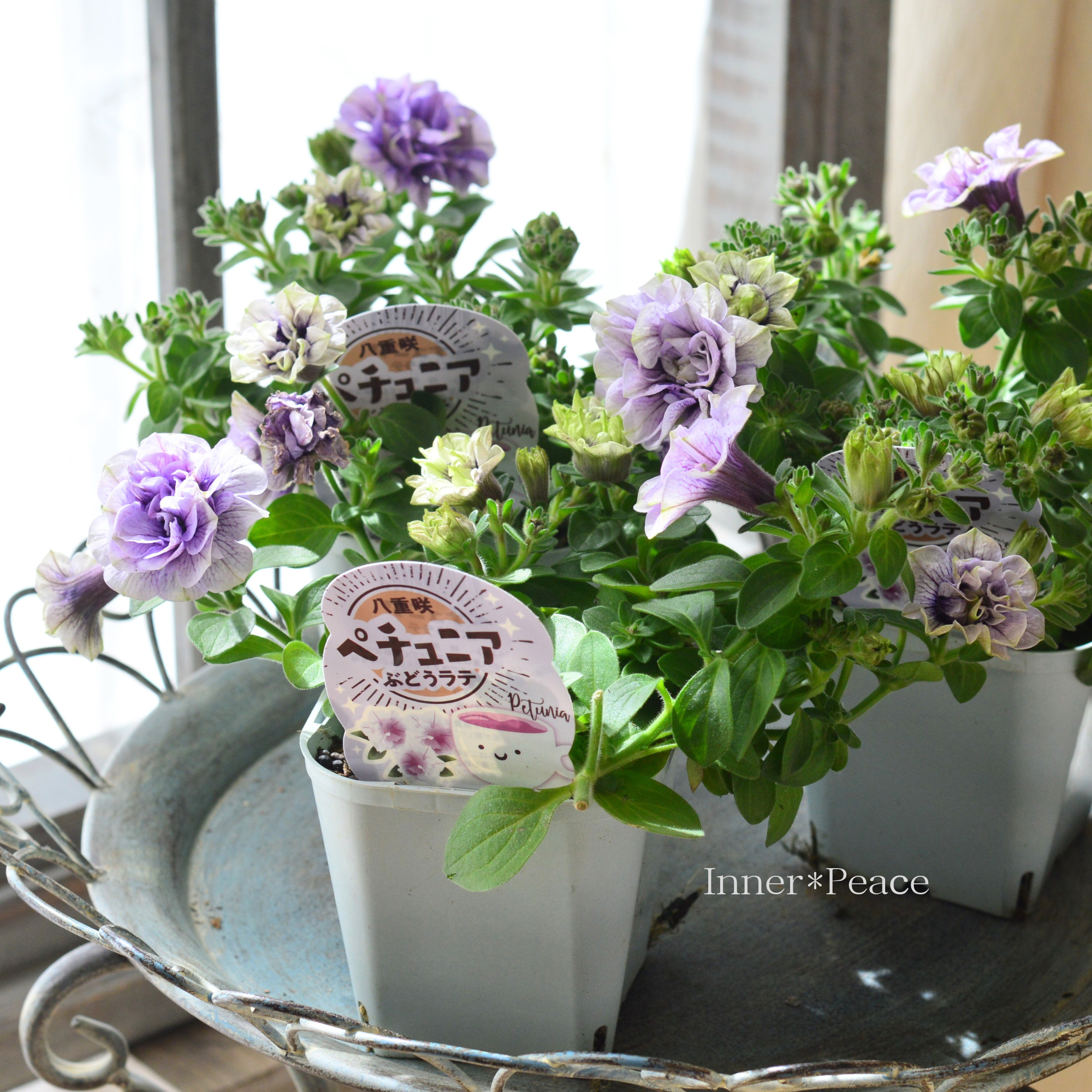 八重咲きペチュニア 『ぶどうラテ』　 　3.5寸POT