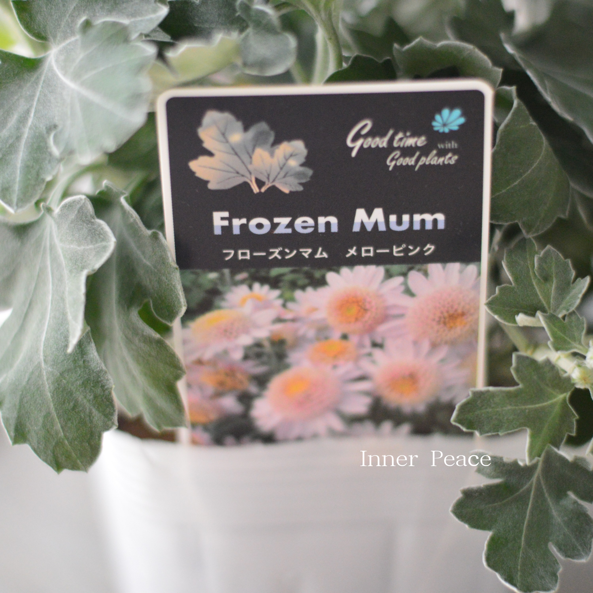 【かわいい】 フローズンマム　『メローピンク』　3.5寸POT