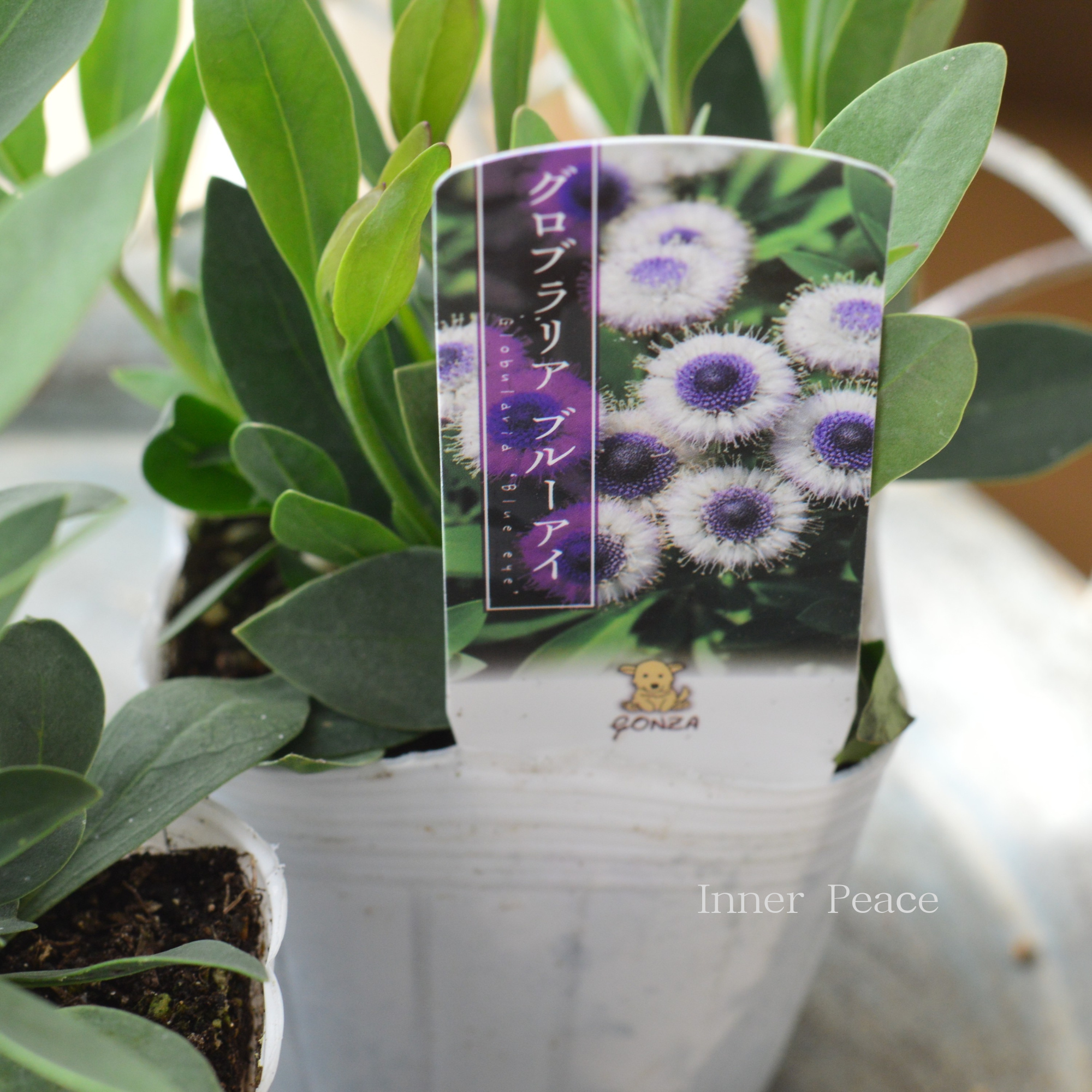 【個性的】 グロブラリア　『ブルーアイ』　　3寸POT