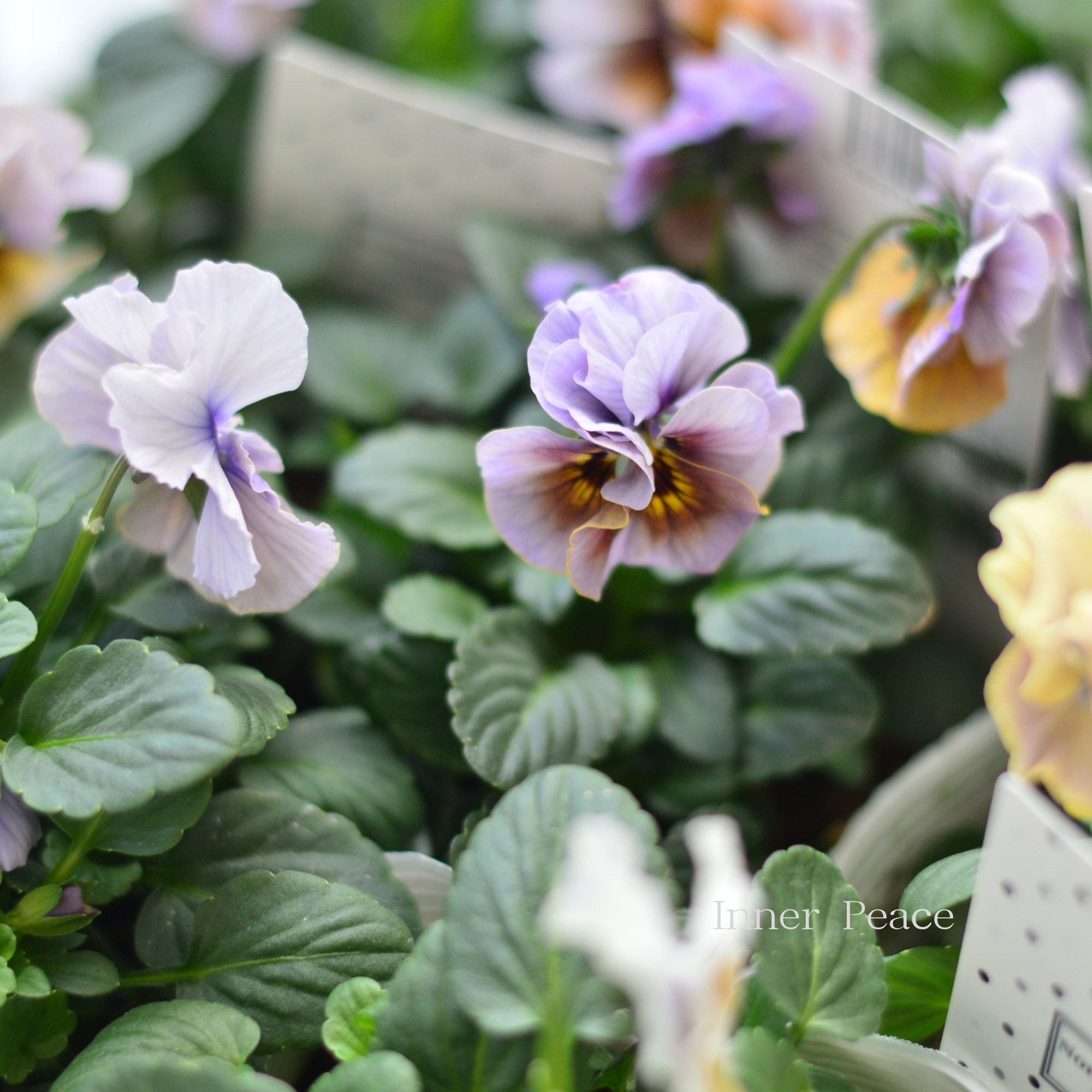 【北島園芸さん】 ビオラ　『試作品・①』　　3.5寸POT