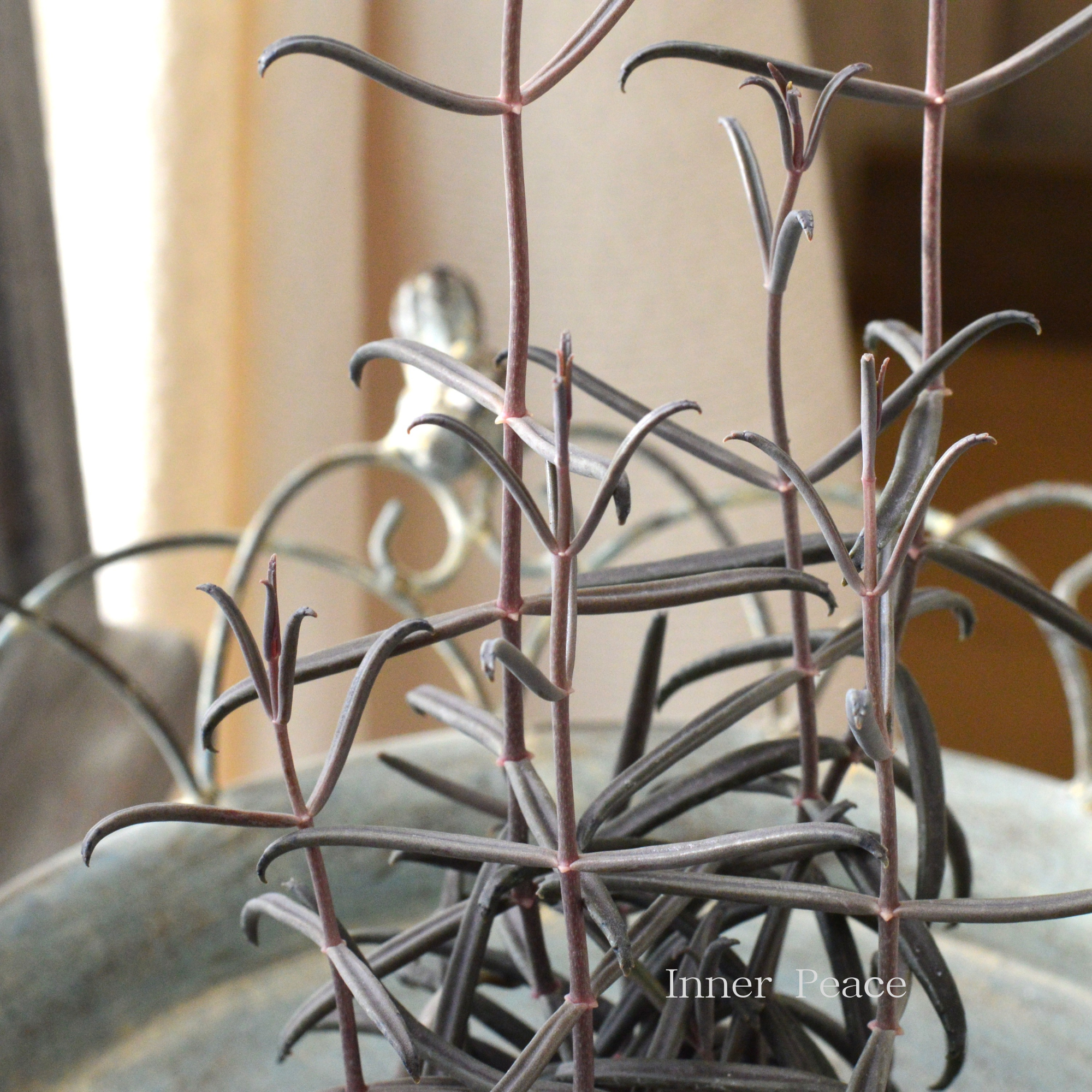 希少】 カランコエ ボーベルディ『黒錦蝶～コクキンチョウ～』 3寸POT