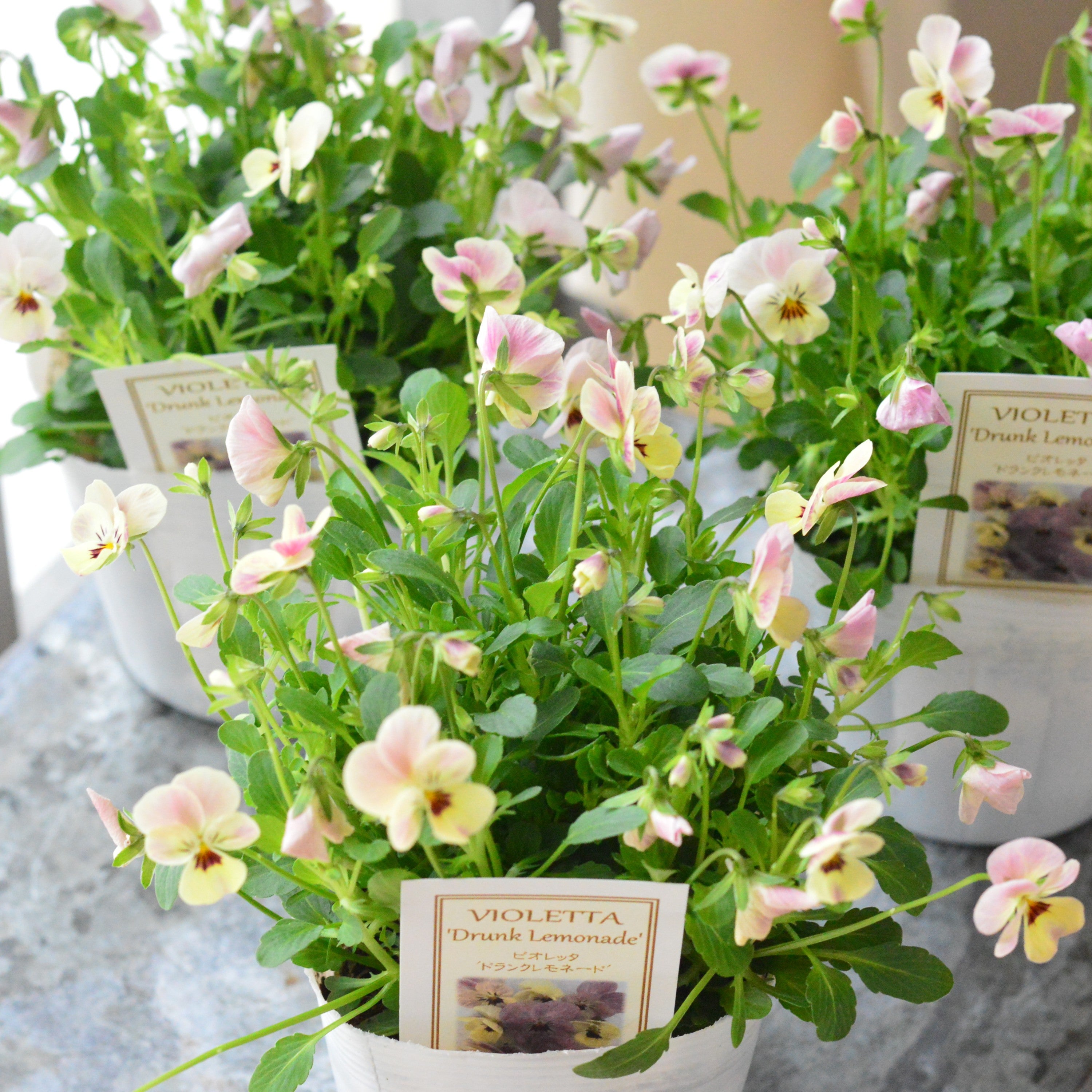 【かわいい】 小輪ビオラ　ビオレッタ　『ドランクレモネード』　　3.5寸POT