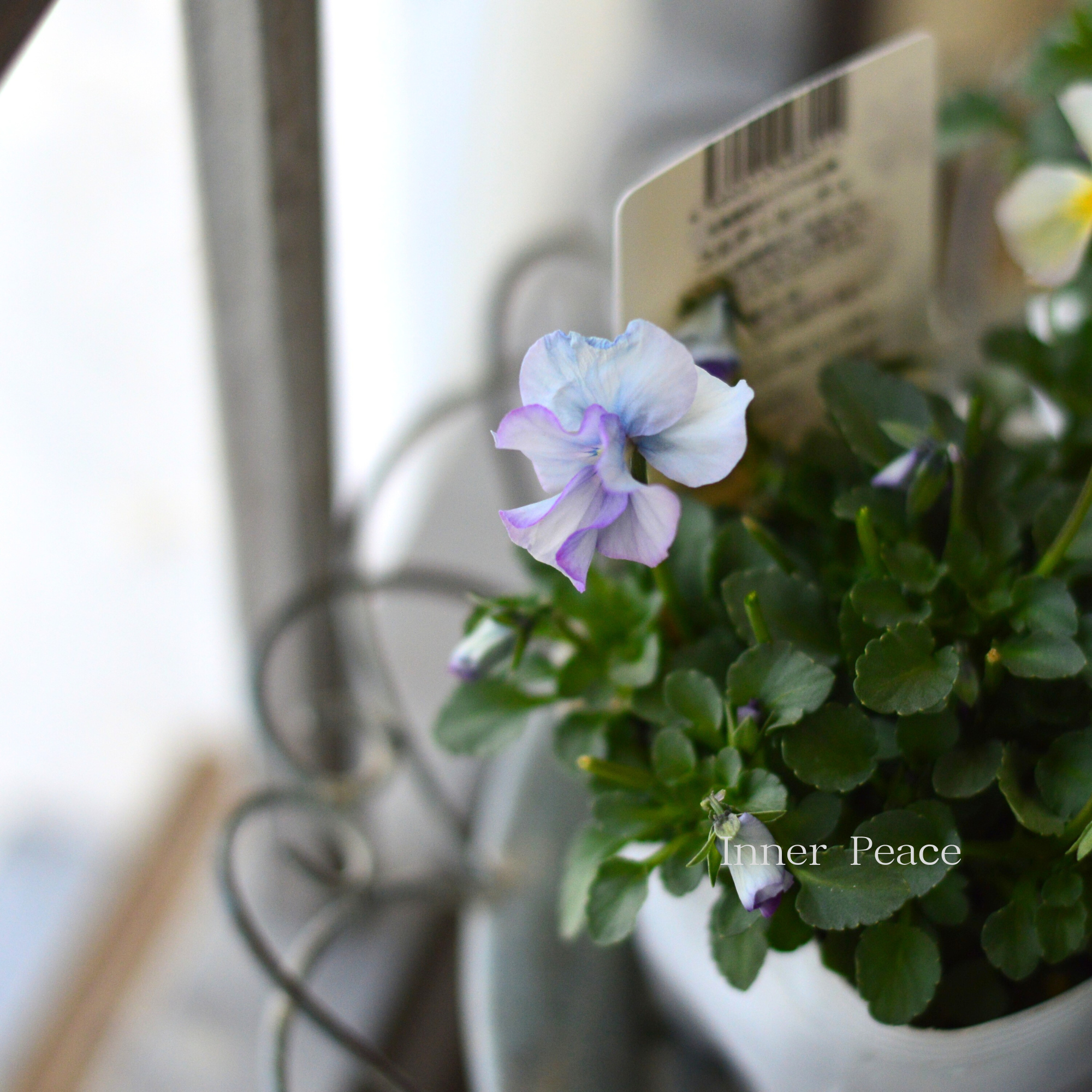 【ステキ】 北島園芸さんのビオラ　『コルティルーチェ・ブルー系』　3.5寸POT