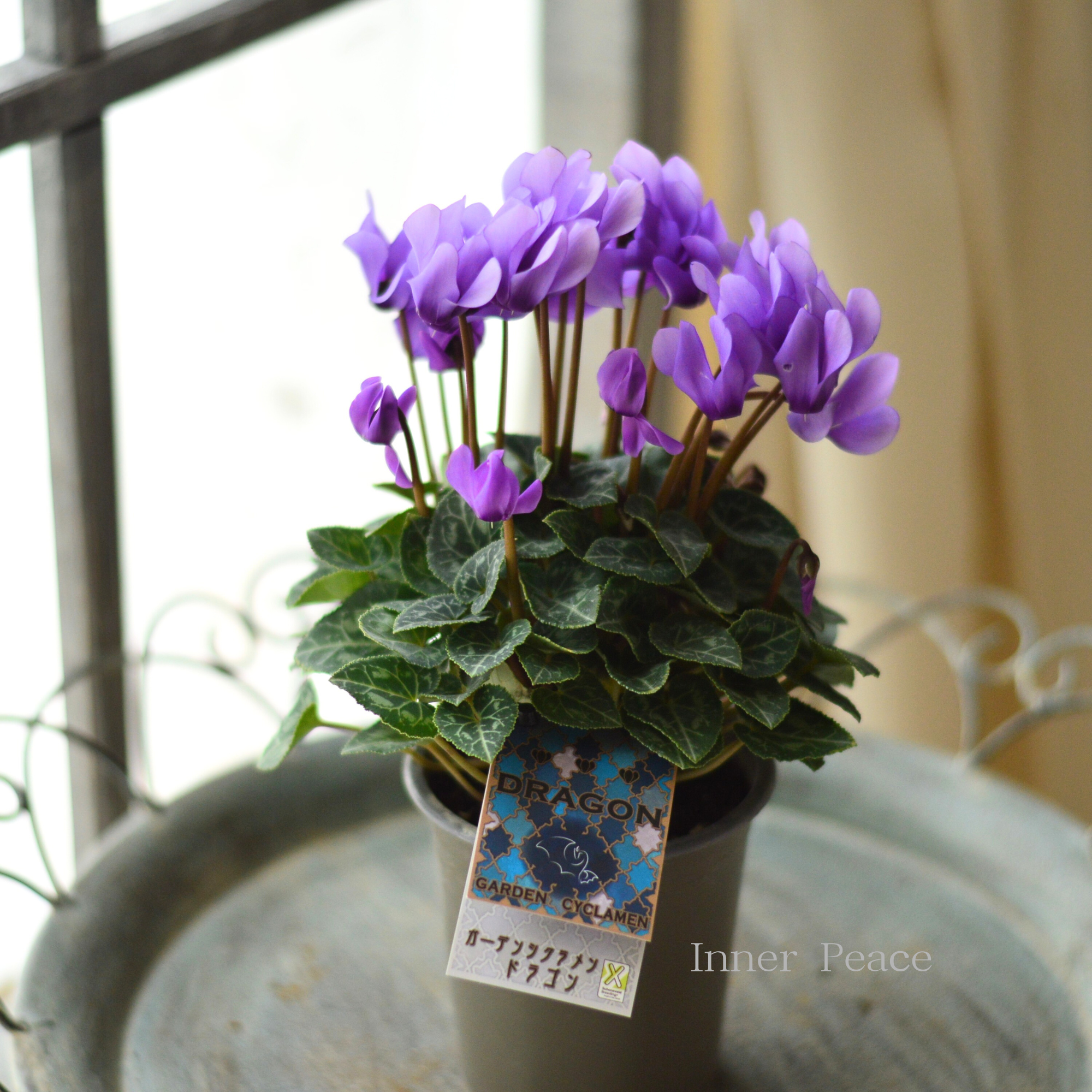 【New】 ガーデンシクラメン　『ドラゴン・ライトブルー』　 3寸硬質POT