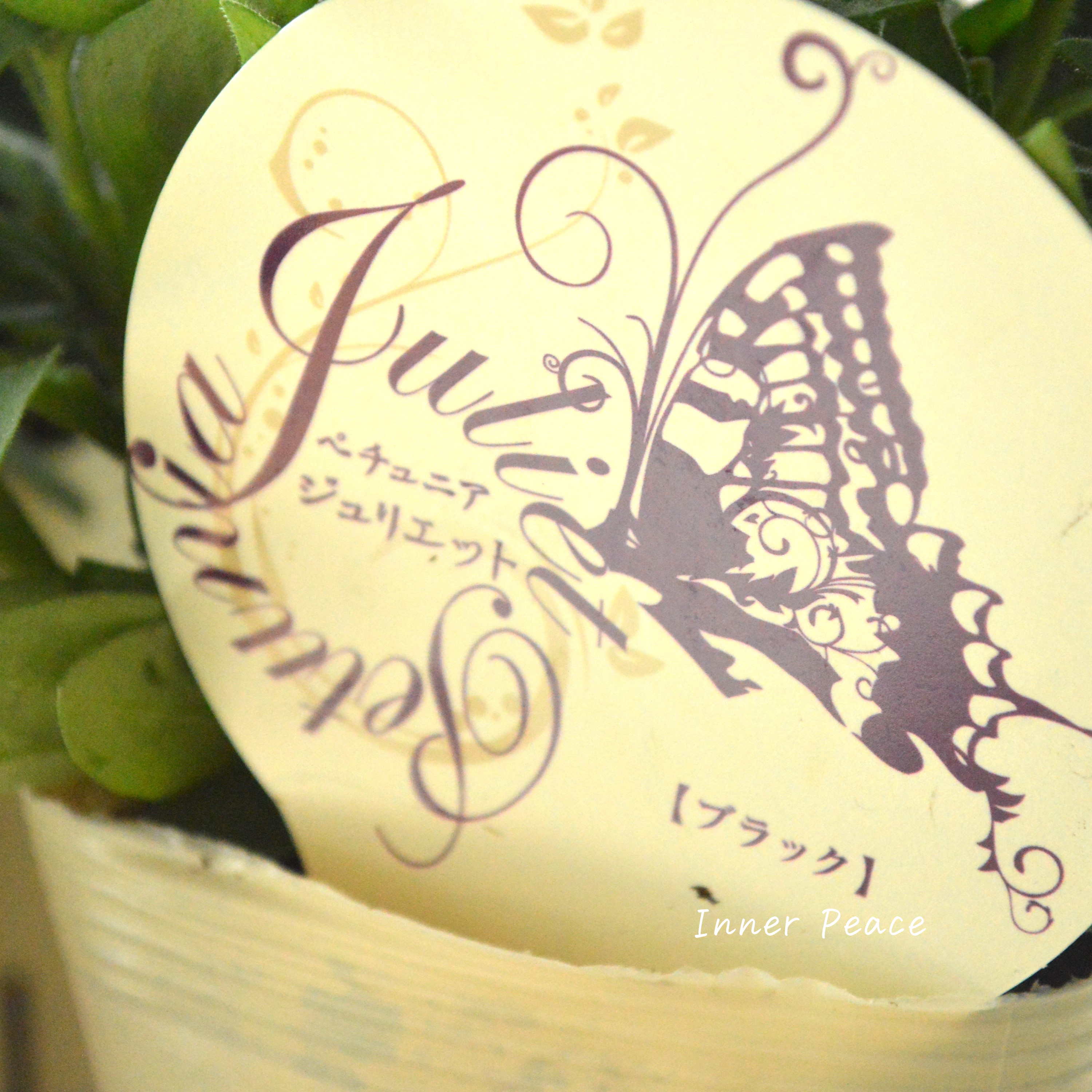 【花芳さんオリジナル】 Sale!  八重咲きペチュニア 『ジュリエット・ブラック』　3.5寸POT