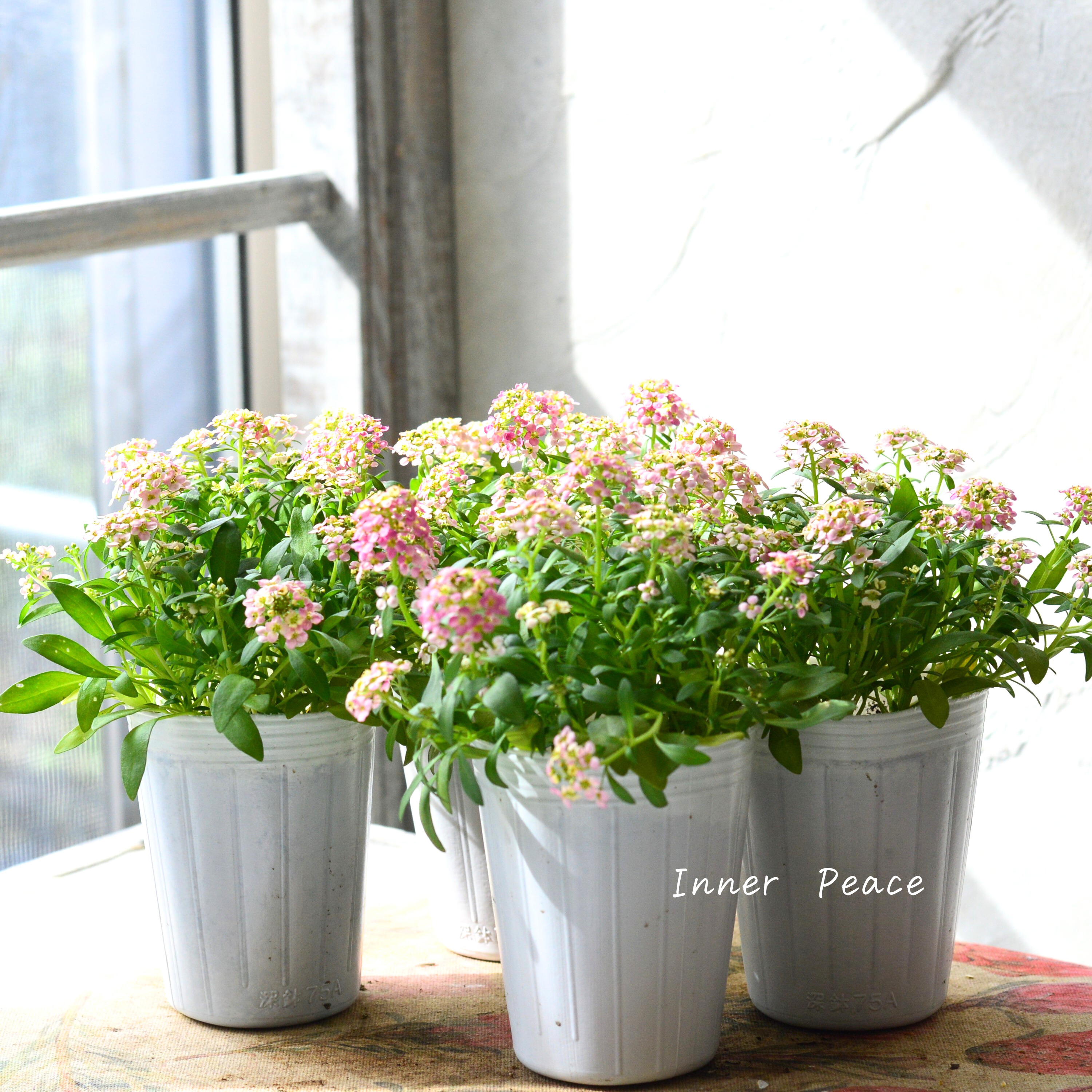 【かわいい】 スイートアリッサム　『アルーレ・ブロンズ』　2.5寸POT