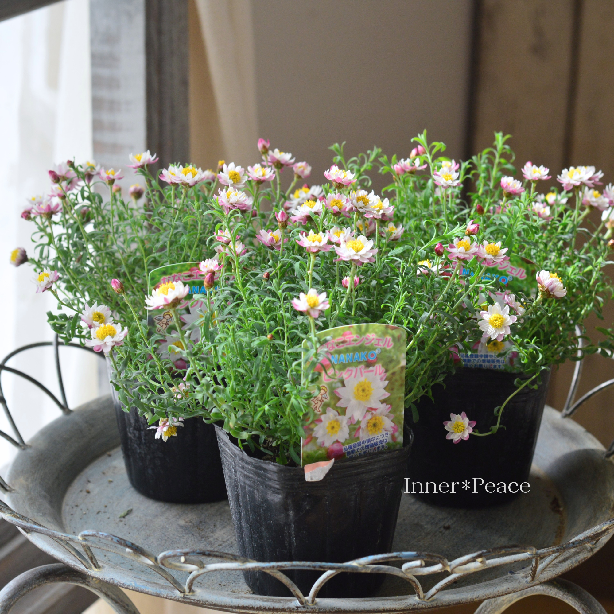 【個性的】 花かんざし　『ななこエンジェル・ピンクパール』　　3寸POT
