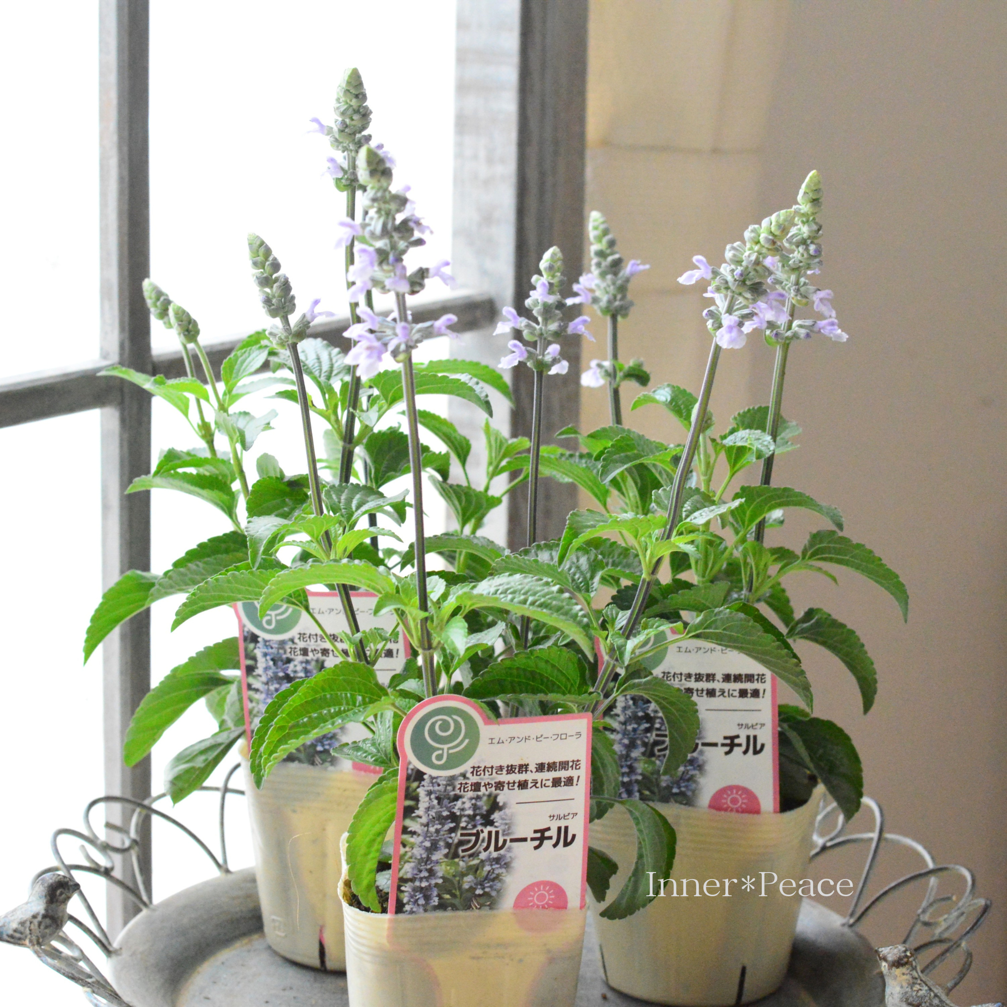 【開花期が長い】 サルビア　『ブルーチル』　　3寸ロングPOT