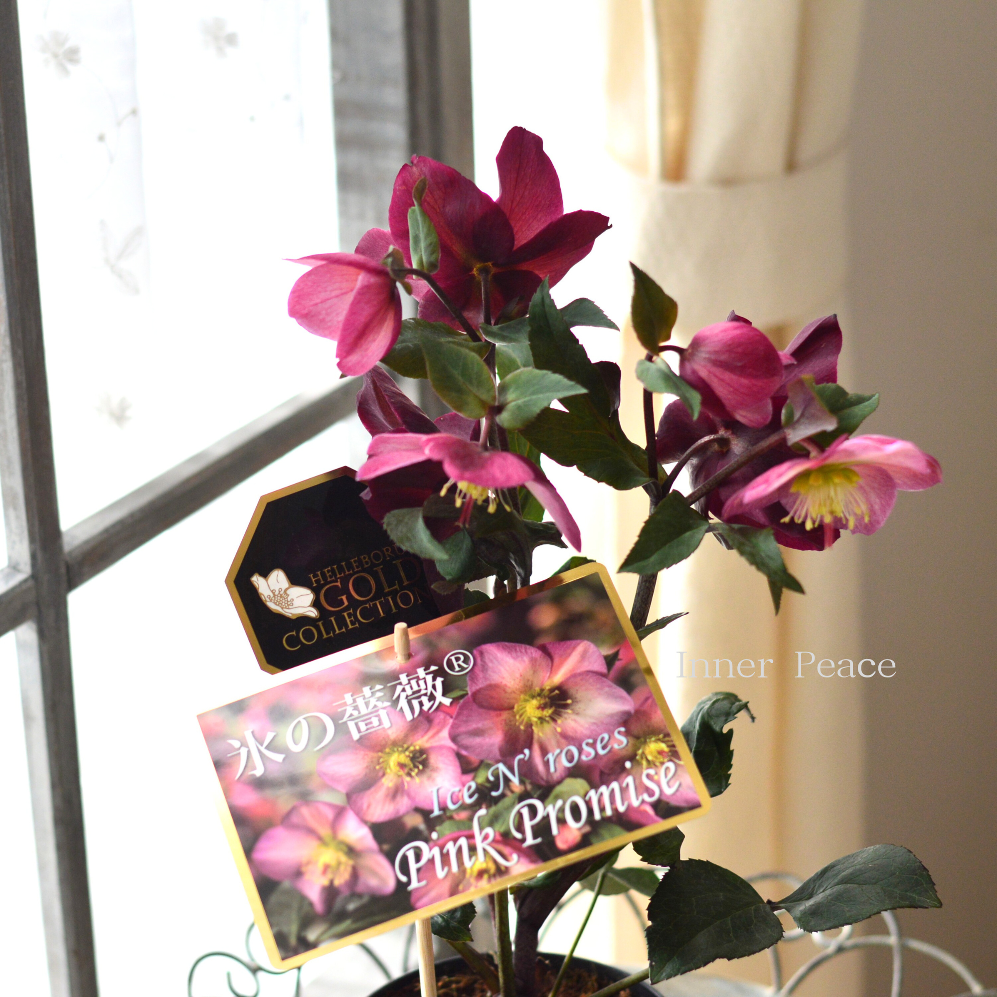 【童仙房さん】  クリスマスローズ 『氷の薔薇・ピンクプロミス』　　4.5寸鉢