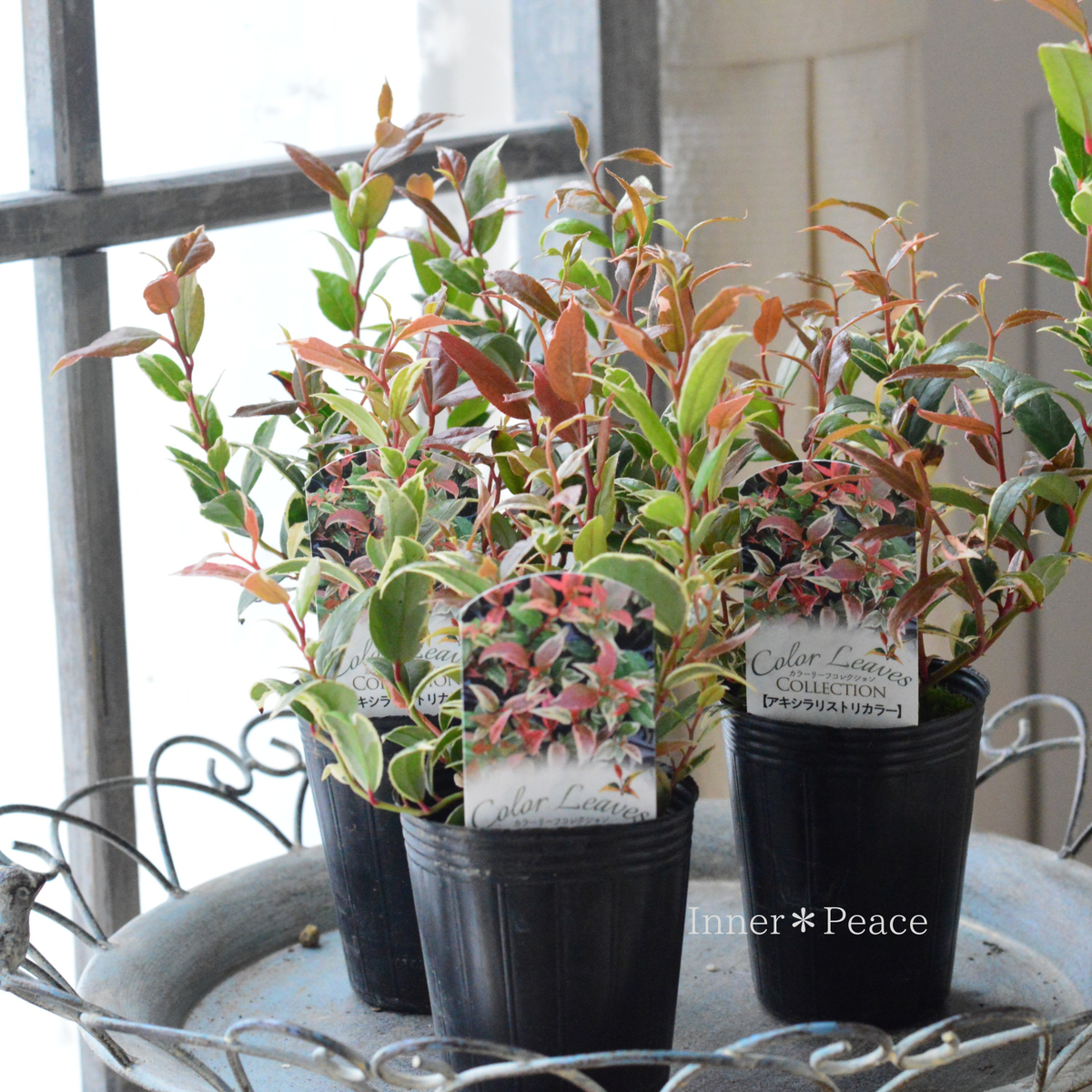 【寄せ植えに】 アキシラリス（ルコテー）・トリカラー　　2.5寸ロングPOT
