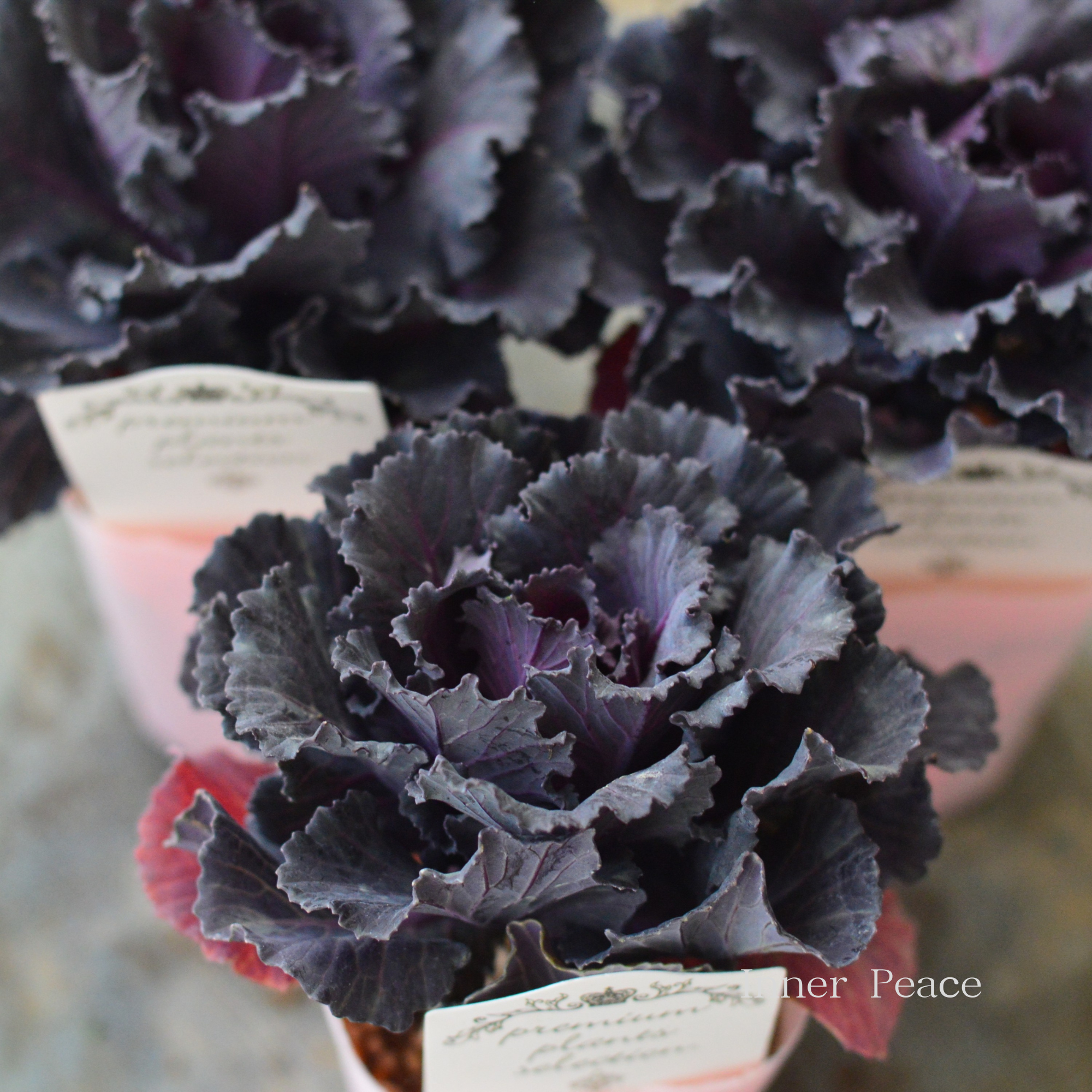 【シック】 葉牡丹　『ブラックジュエル』  2.5寸ロングPOT