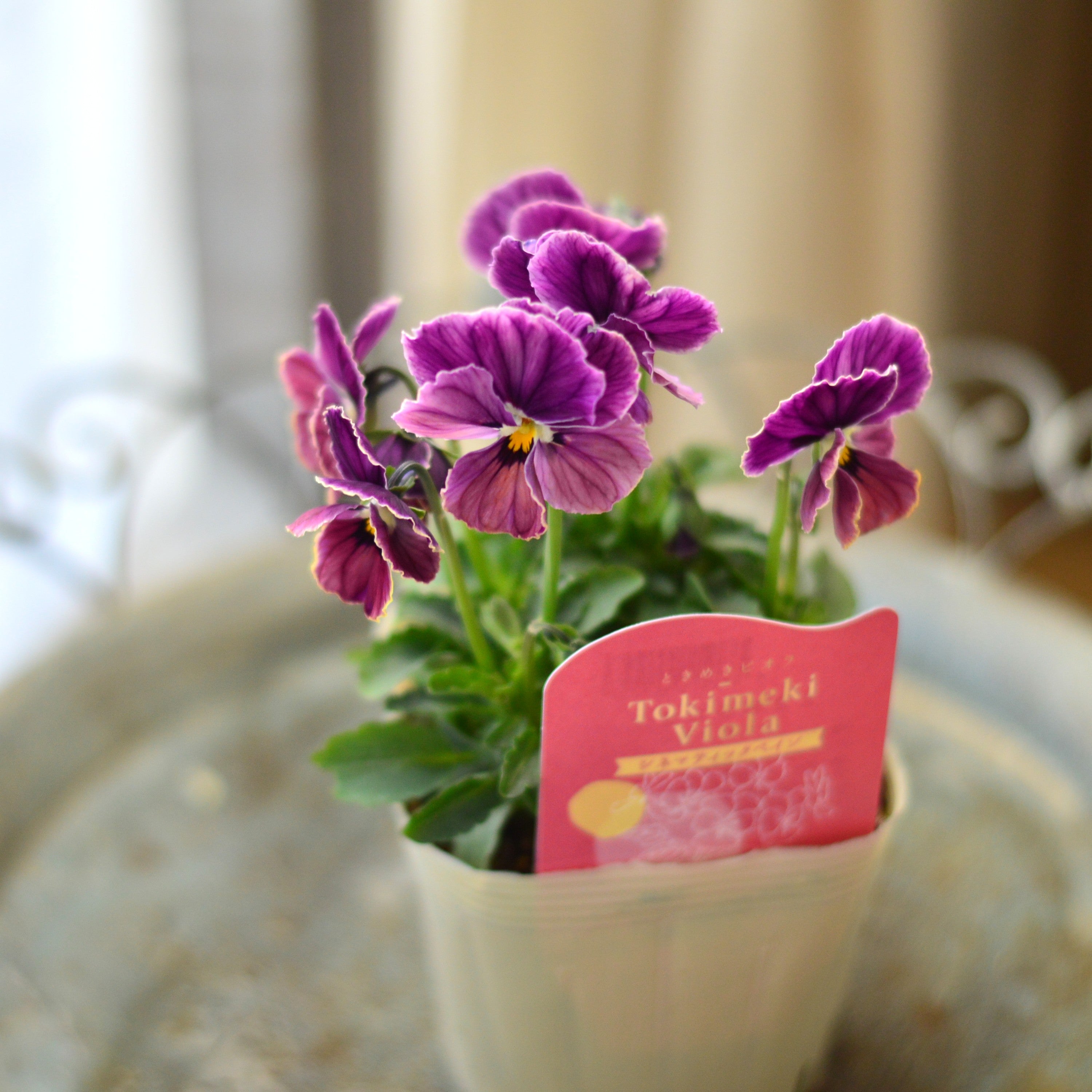 【奥田園芸さん】 ときめきビオラ　『シネマティックベイン』　3.5寸POT