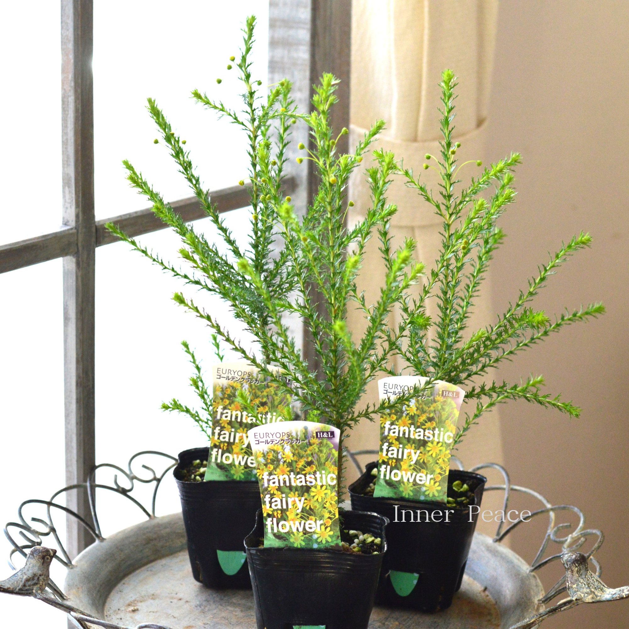 【冬に咲く】 ゴールデンクラッカー　3寸POT