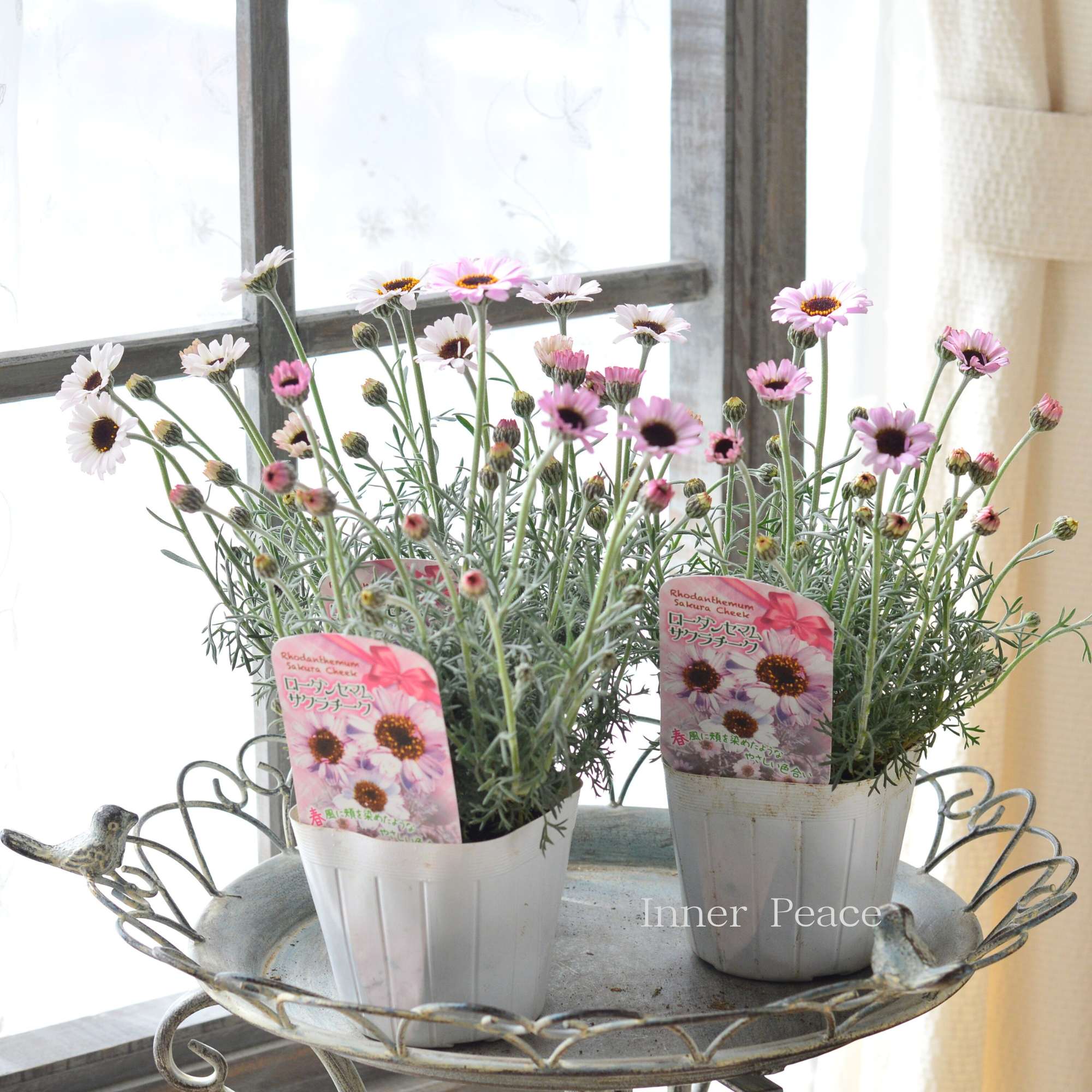 【New】 ローダンセマム　『サクラチーク』   3.5寸POT