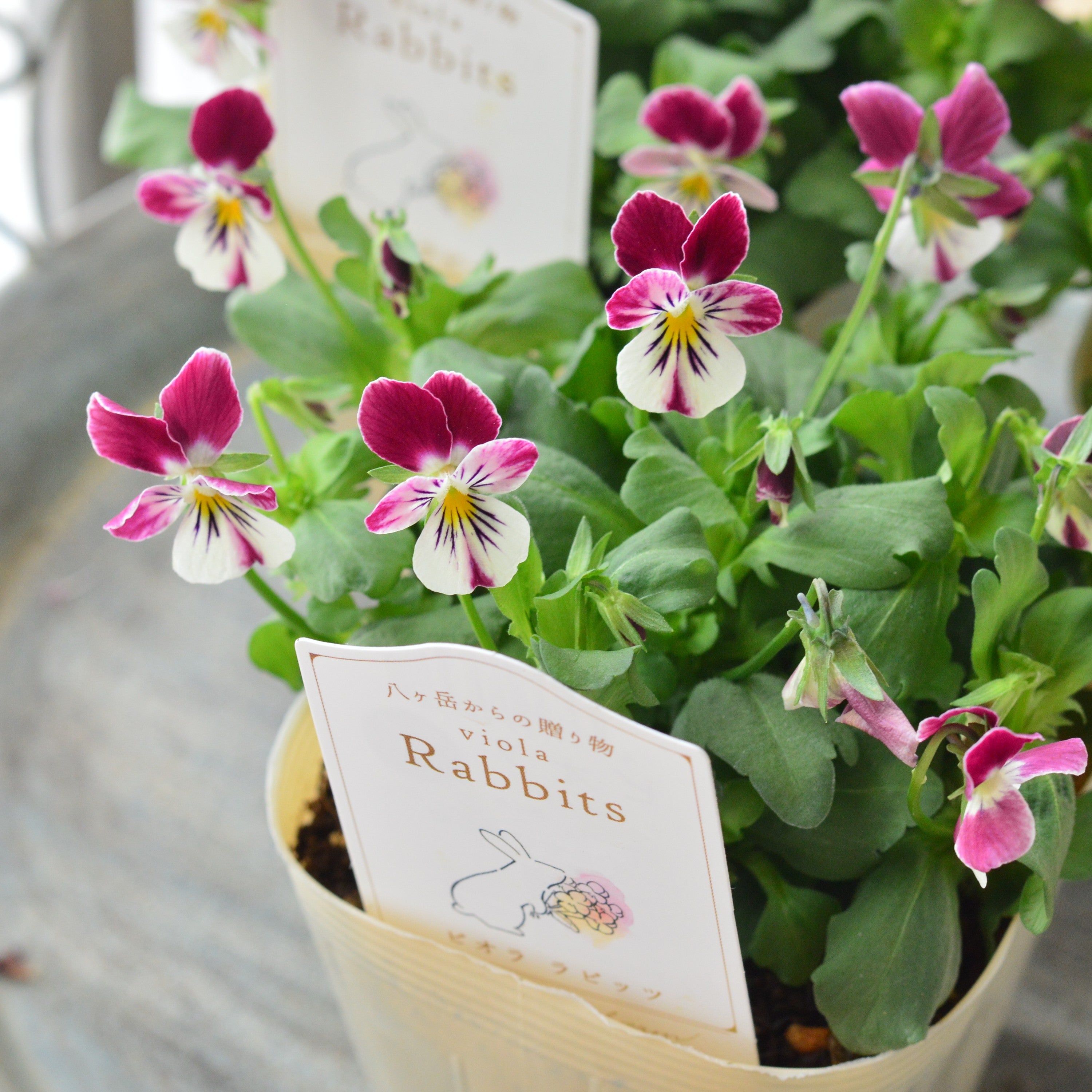 【VEGIHANA FARMさん】 ビオラ　『ラビッツ・A』　　3.5寸POT