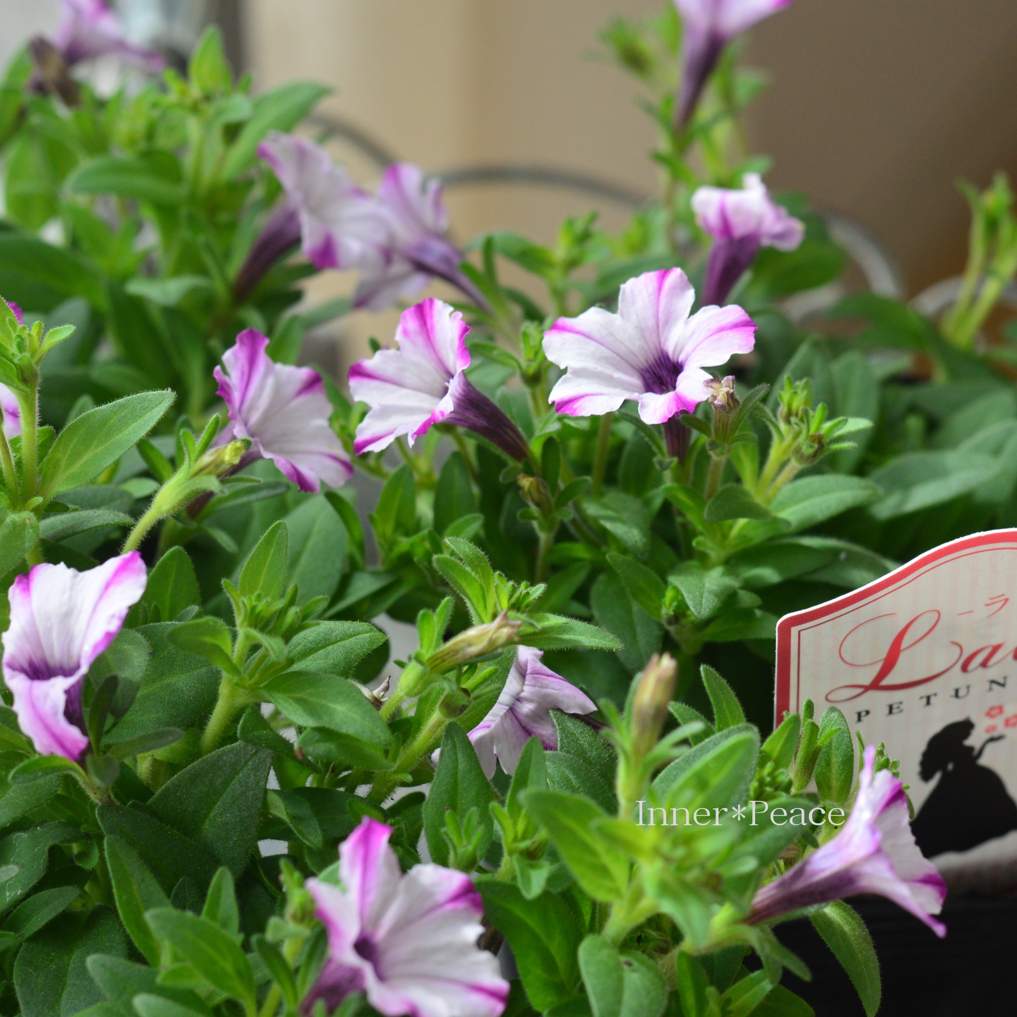 【かわいい】 ペチュニア 『ララ・ホワイトドレス』　 3.5寸POT