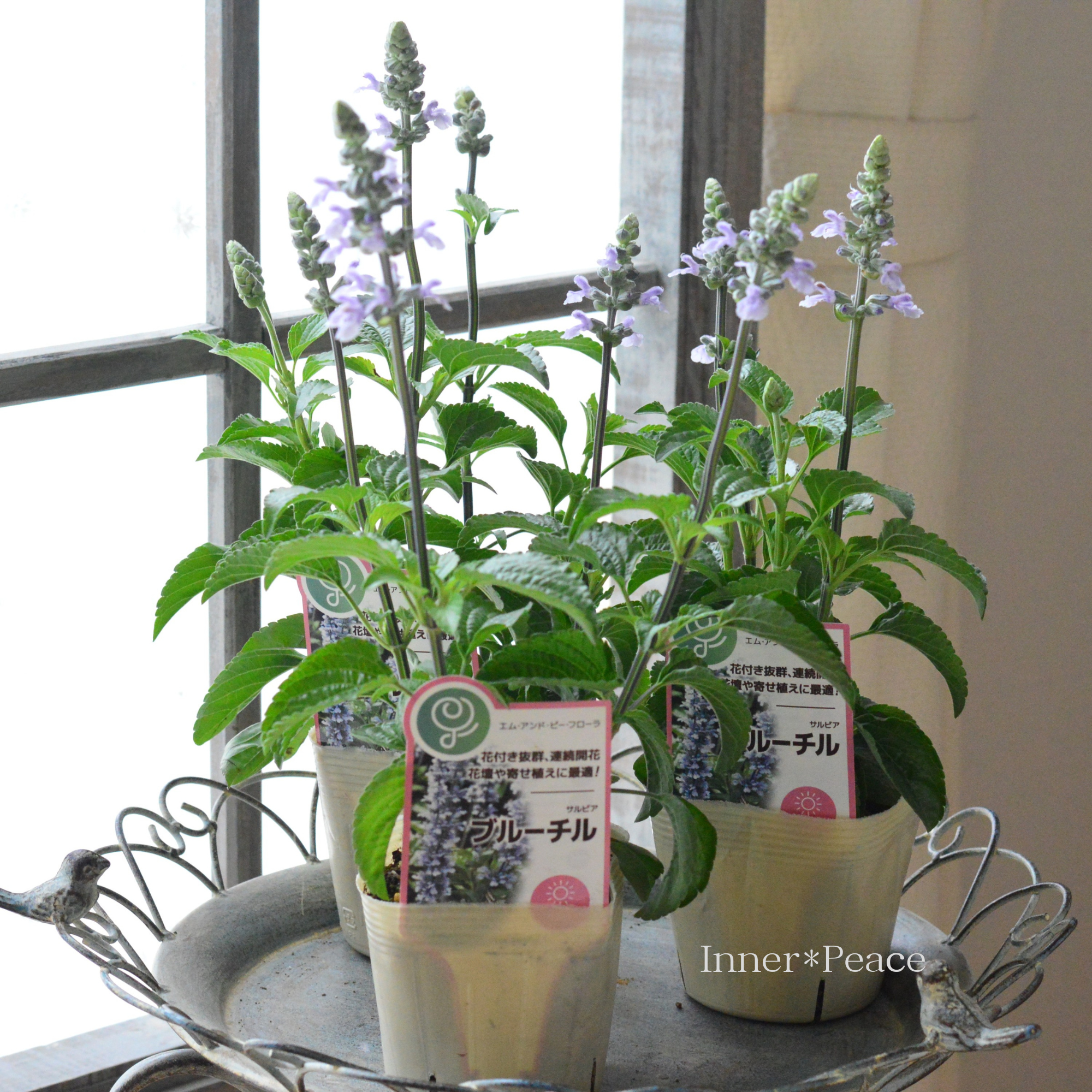 【開花期が長い】 サルビア　『ブルーチル』　　3寸ロングPOT