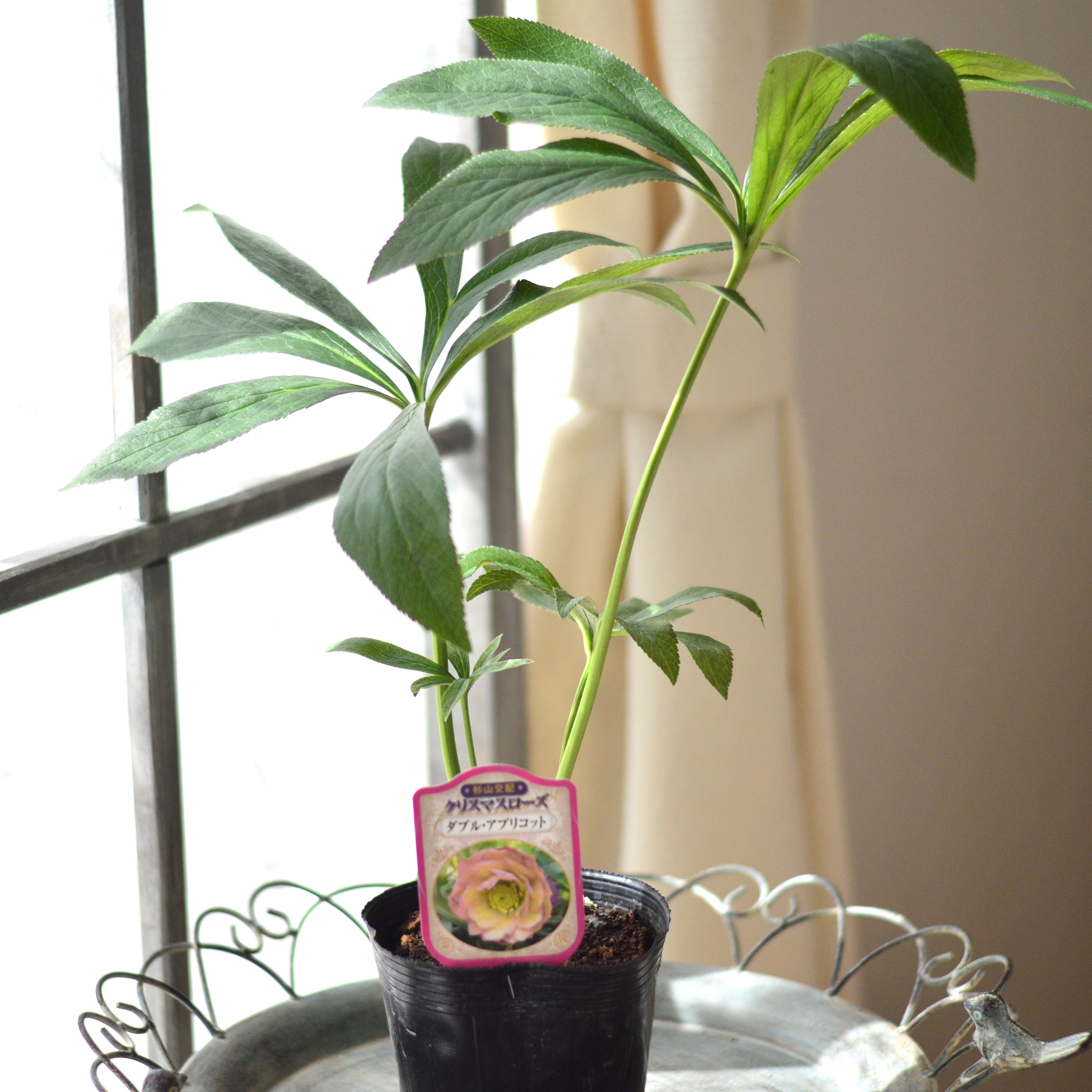 杉光園芸さん】 クリスマスローズ 『ダブル・アプリコット』 4寸POT