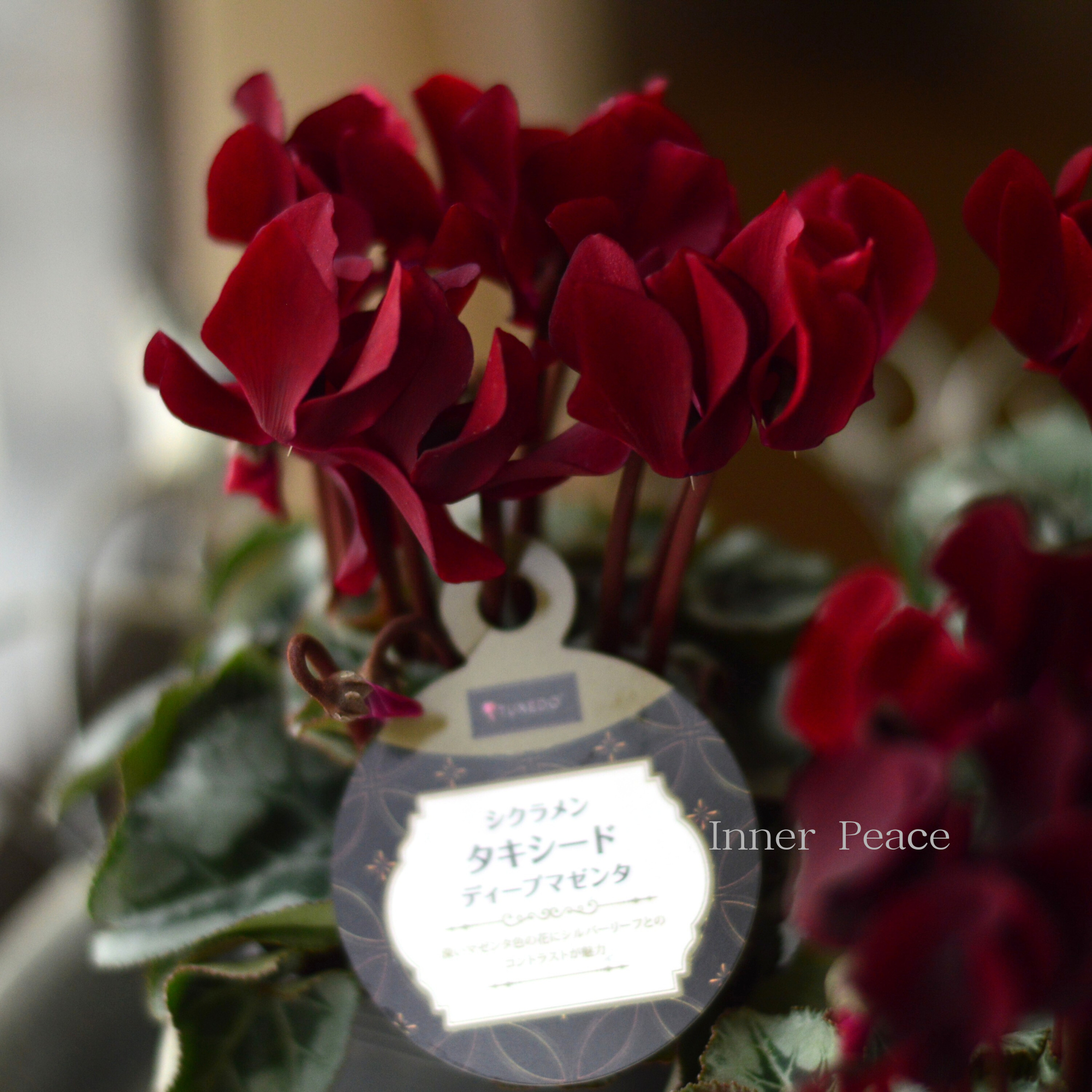 【オシャレ】 シクラメン　『タキシード・ディープマゼンタ』　 2.5寸ロングPOT