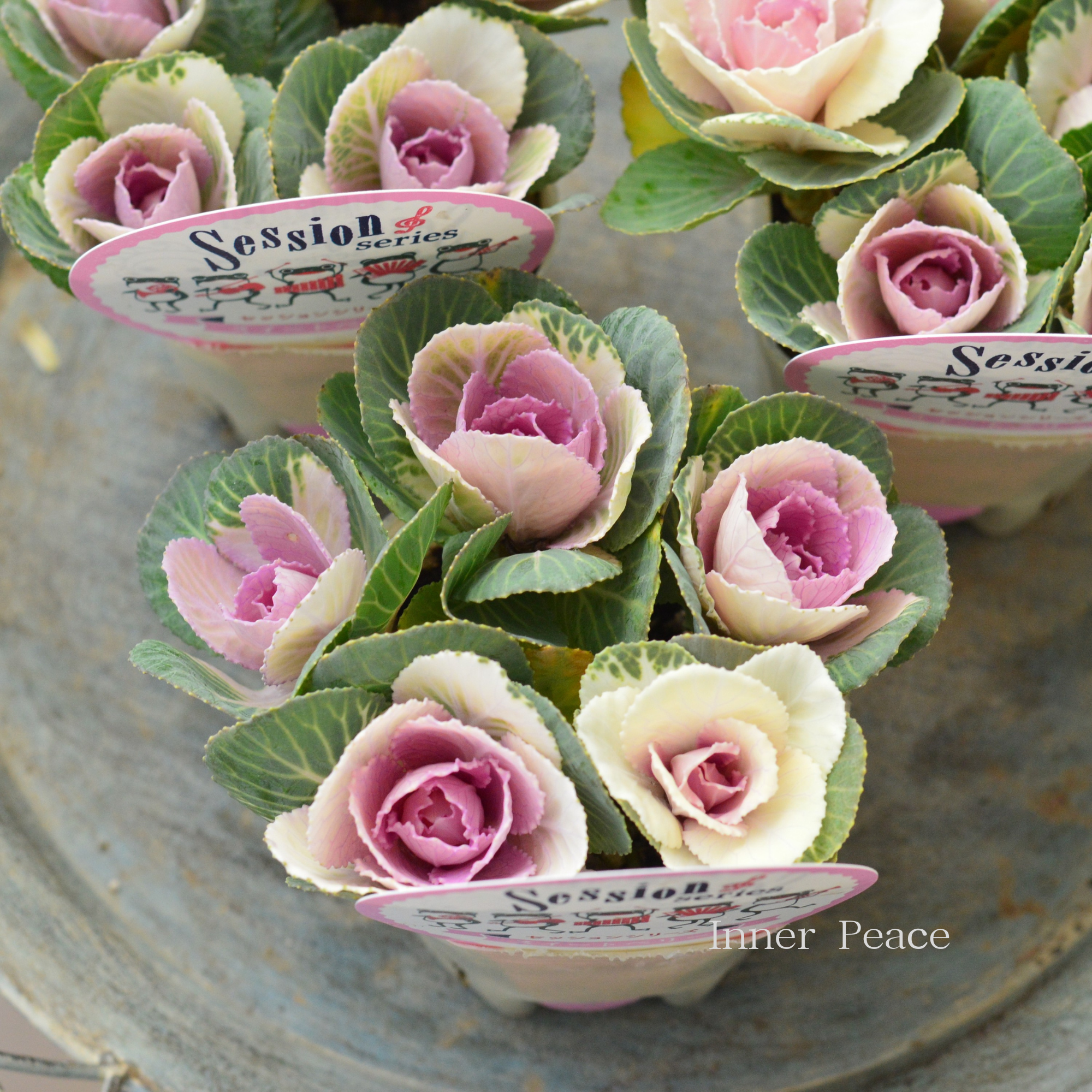 【５本植え】 葉牡丹　『セッション・スイートベリー』  3寸POT