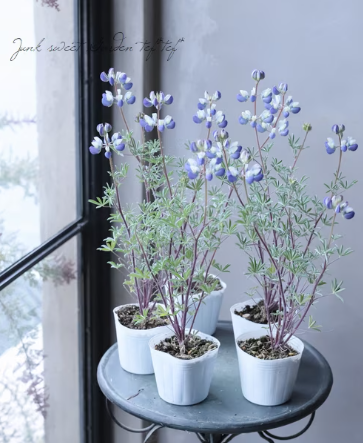 【希少】 宿根ルピナス　『シルバーフリース』　　2.5寸ロングPOT