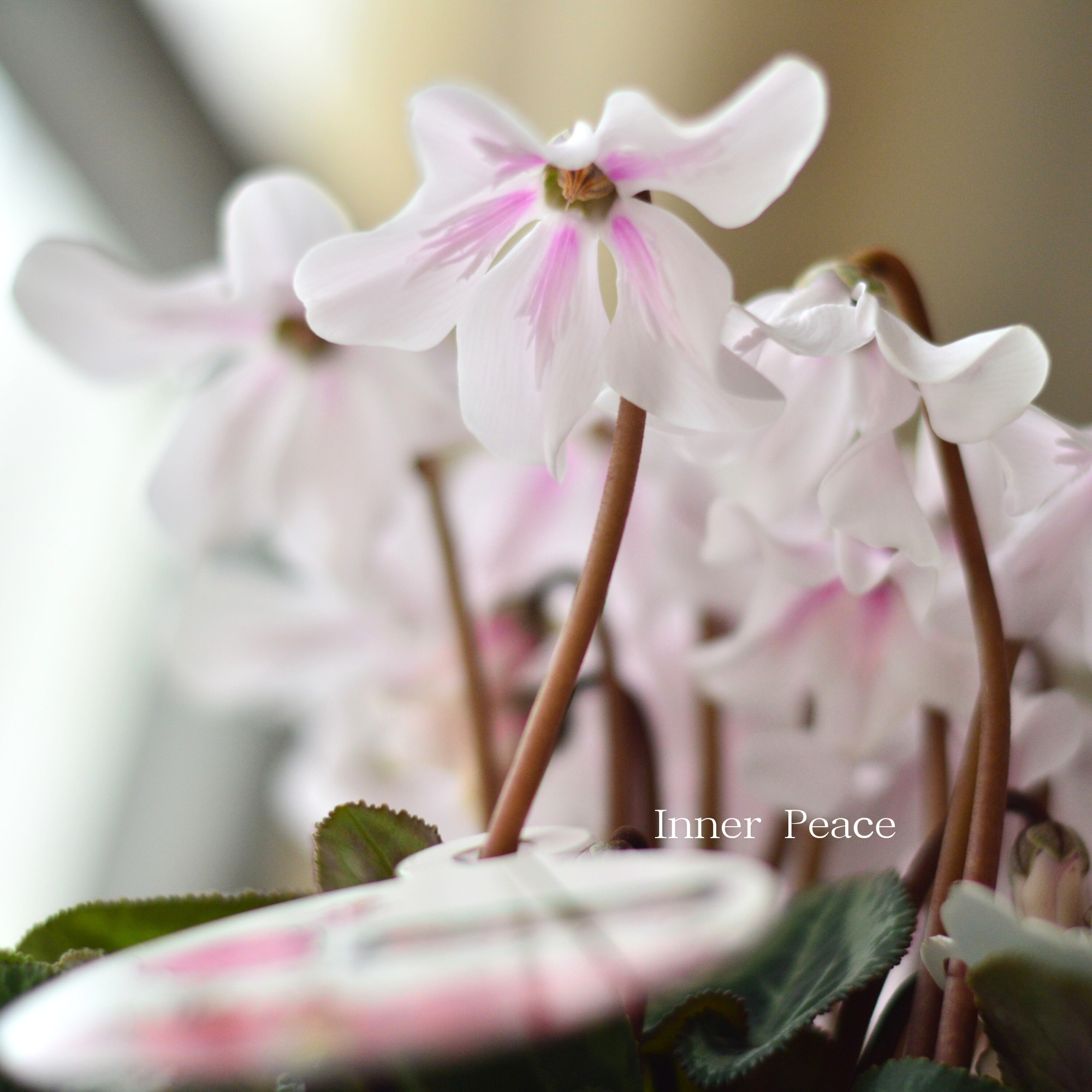 【希少】 シクラメン 『ペチコート』　　４寸プラ鉢