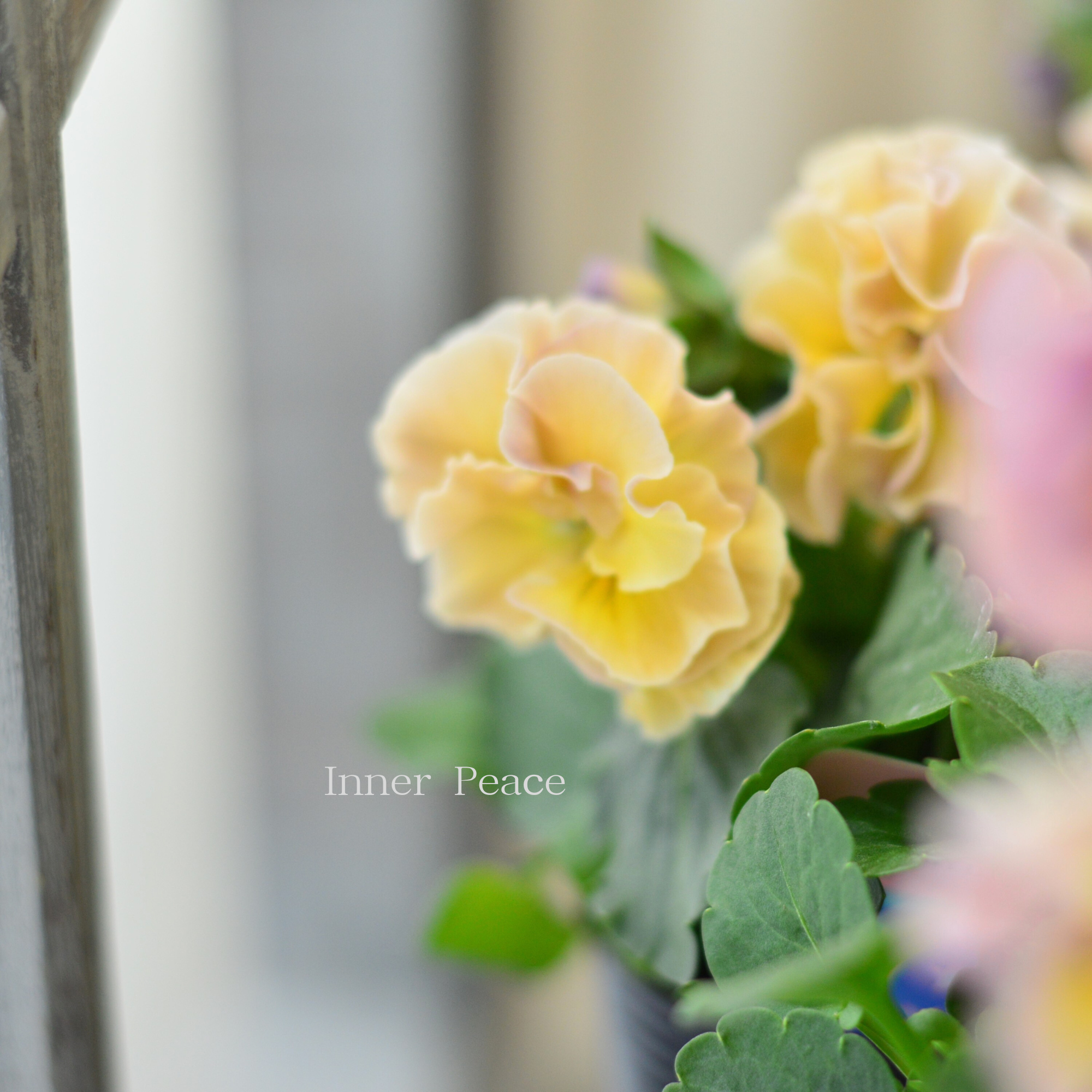 【ハルグリンさん】新品種 パンジー　『ジャーニー』   　3寸POT