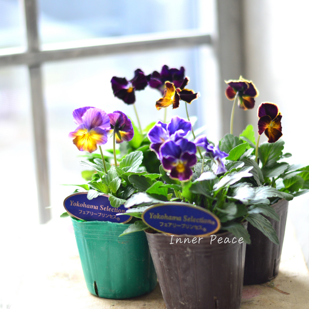 e41e80a10373d5ffde61d7124b815c