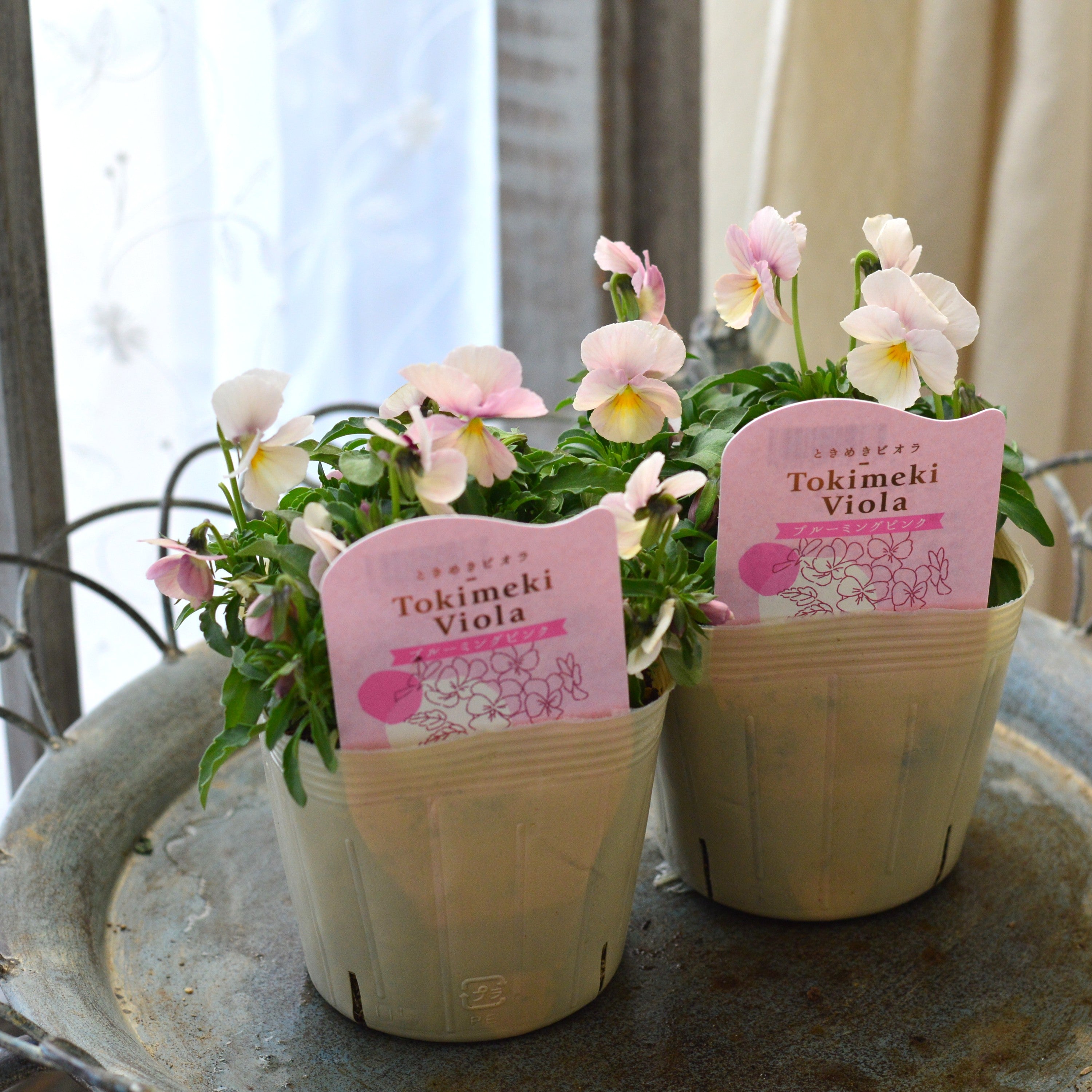 【奥田園芸さん】 ときめきビオラ　『ブルーミングピンク』　3.5寸POT