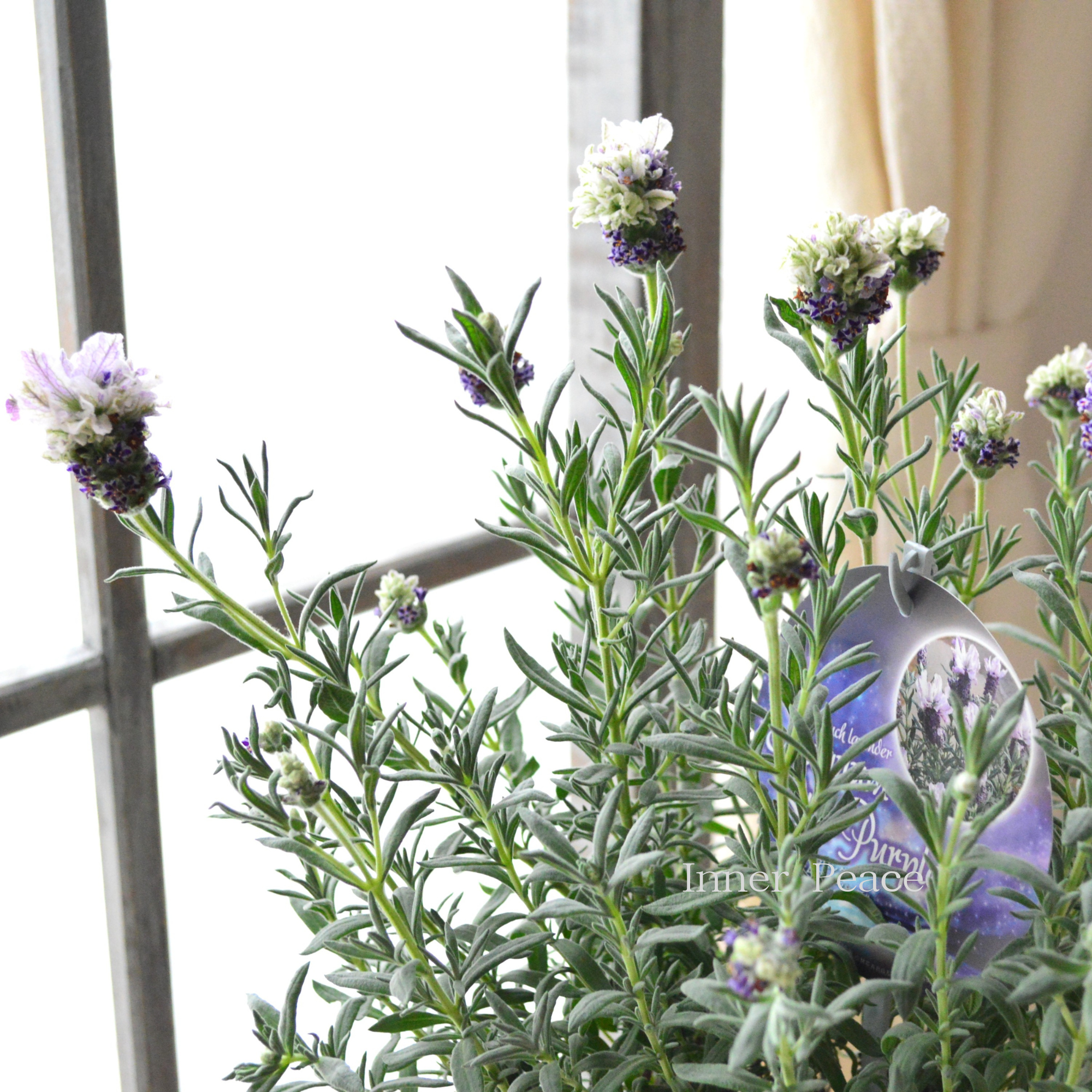 【小林花卉さん】 フレンチラベンダー 『マグナムスターパープル』　5号鉢