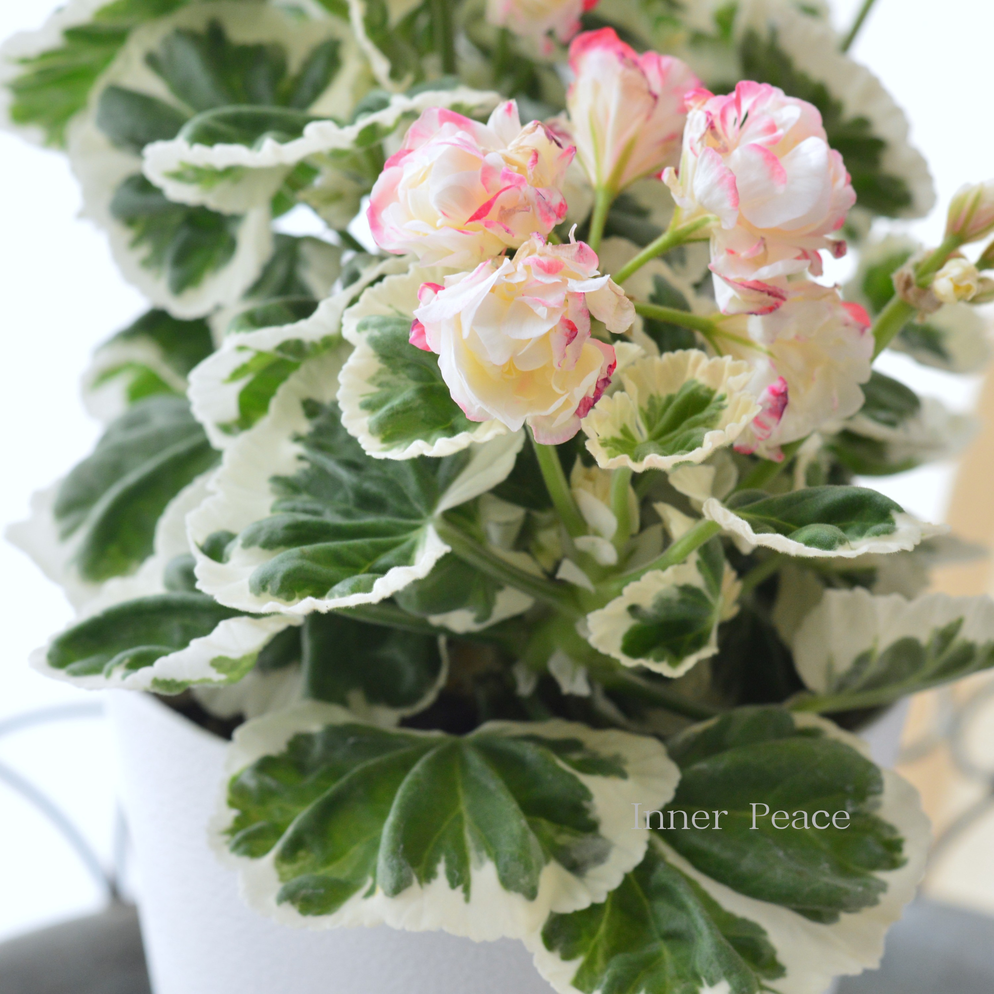 【美しい】 ゼラニウム・アップルブロッサム　『ホワイトウエディング』　４号鉢