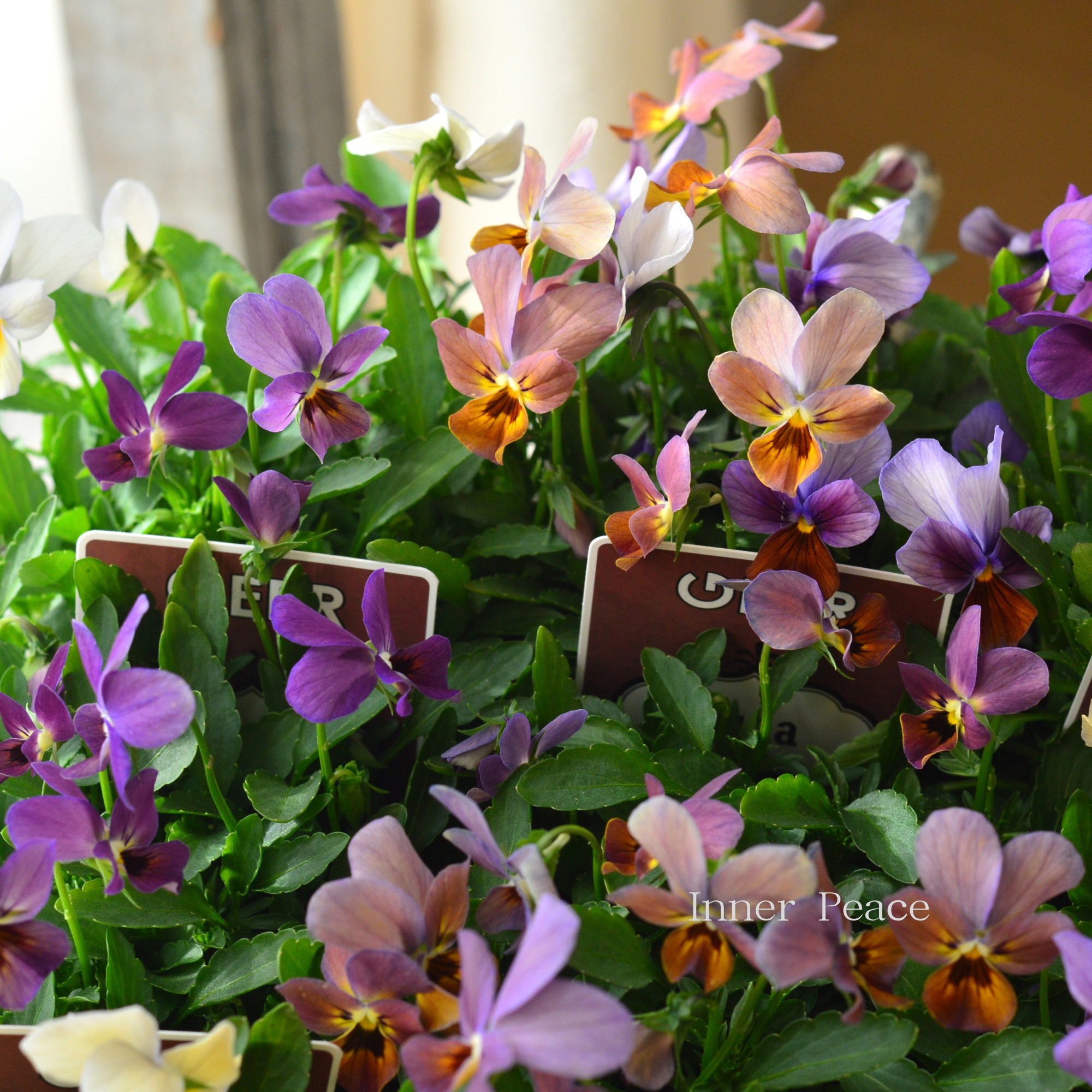 【ゲブラさん】 試験品種ビオラ　『ルナ』　3.5寸POT