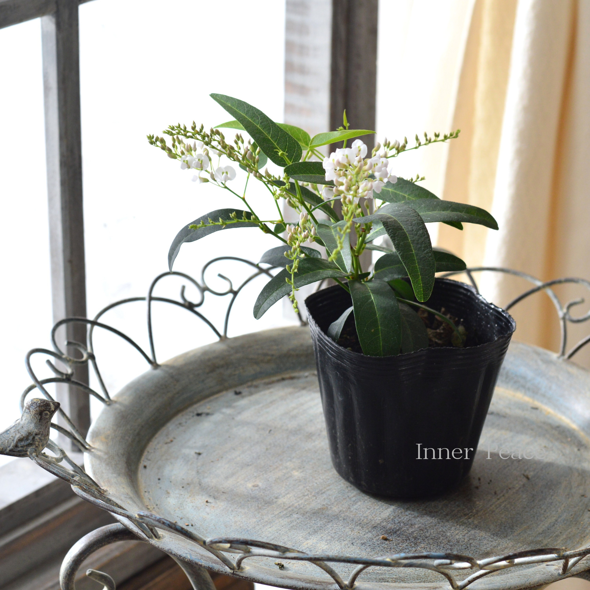 美しい】 ハーデンベルギア 『ホワイト』 3.5寸POT