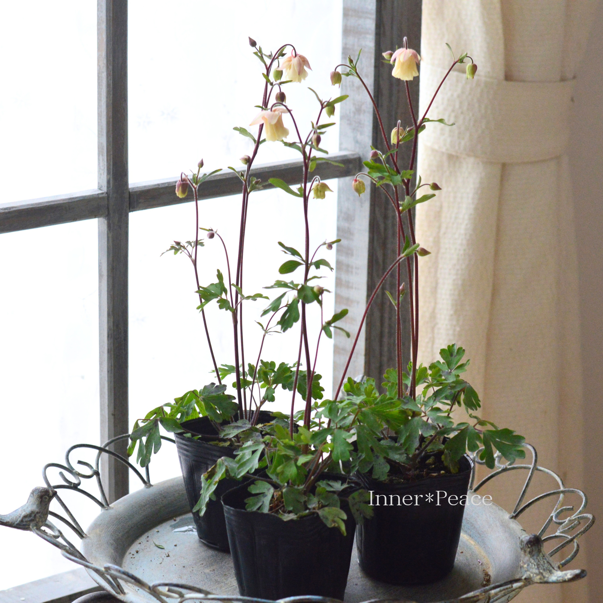 風鈴オダマキ 『ベージュピンク系』　3寸POT