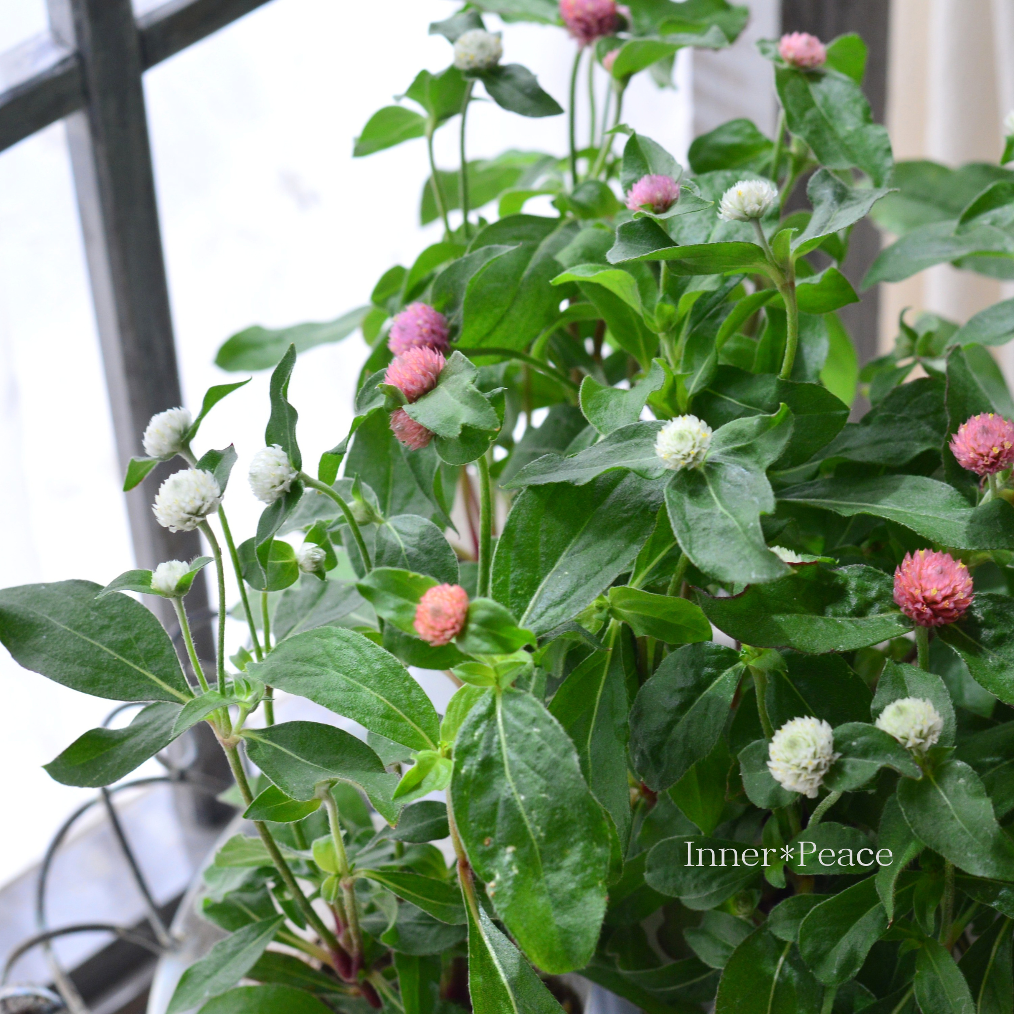 【かわいい】 千日紅 『ラスベガス・２色植え』　　3寸ロングPOT