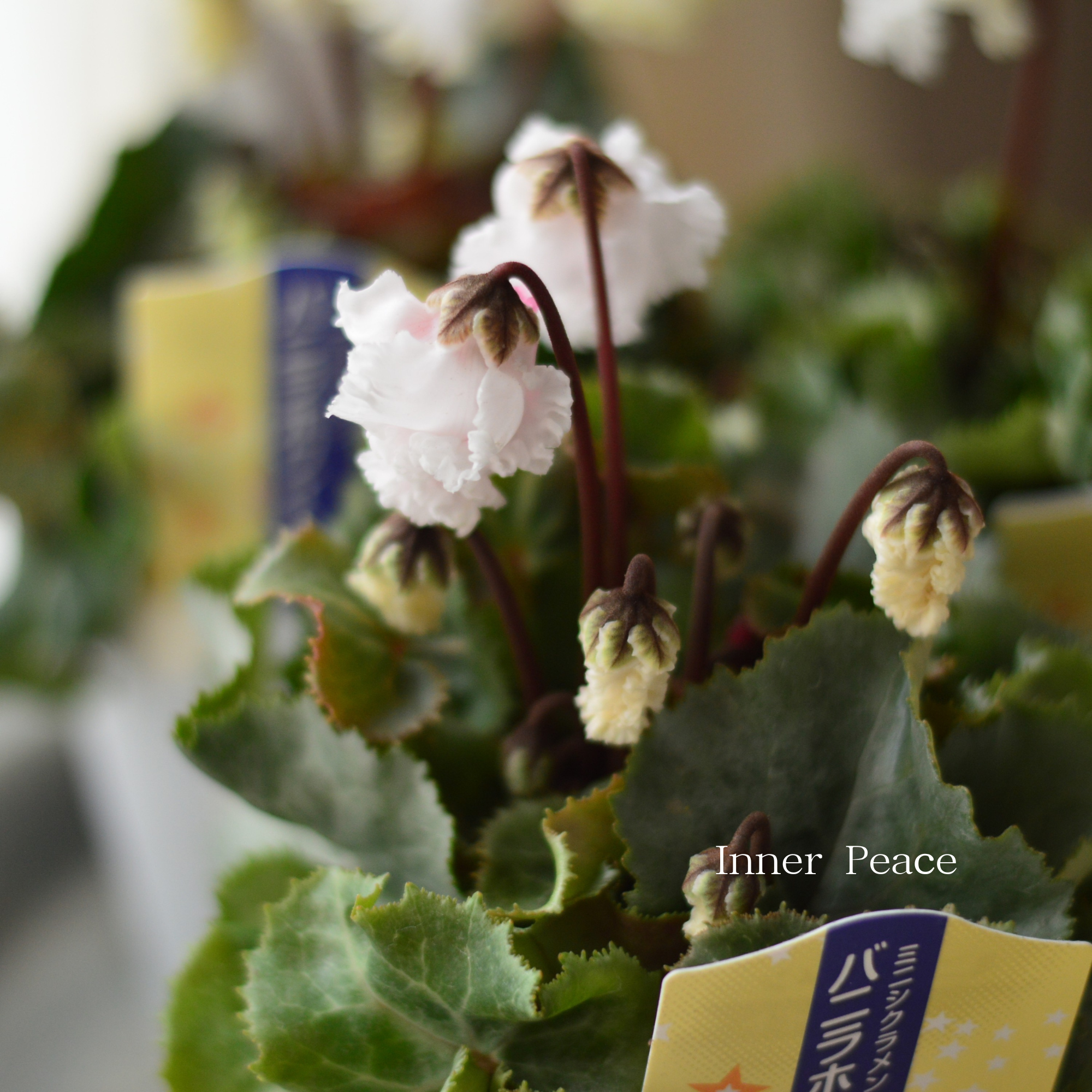 【かわいい】 ミニシクラメン　『バニラホワイト』　 3寸～3.5寸POT