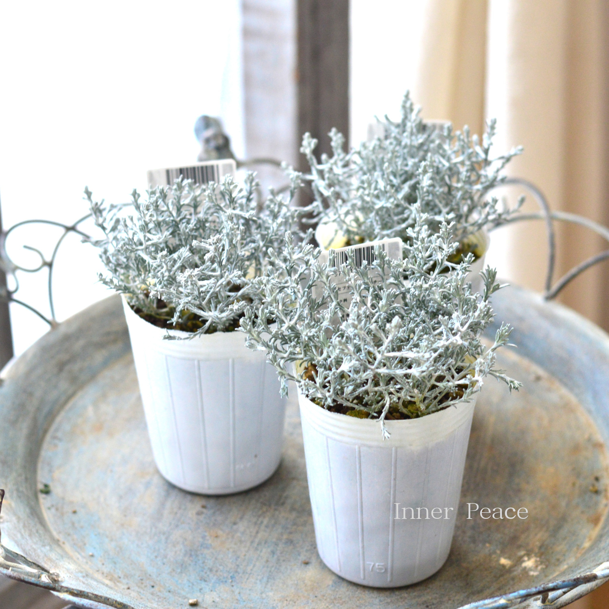 【寄せ植えに】 カロケファルス・プラチーナ　2.5寸～3寸POT