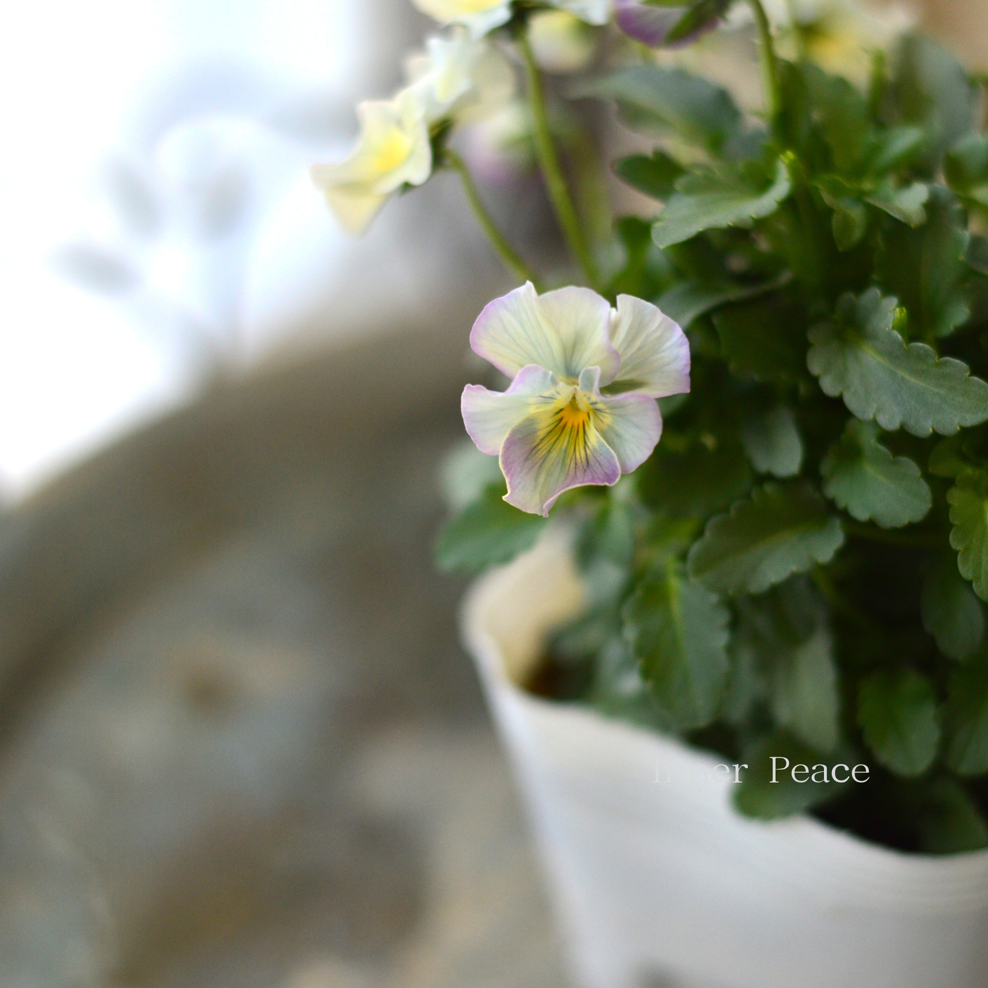 【ステキ】 北島園芸さんのビオラ　『コルティルーチェ・ブルー系』　3.5寸POT