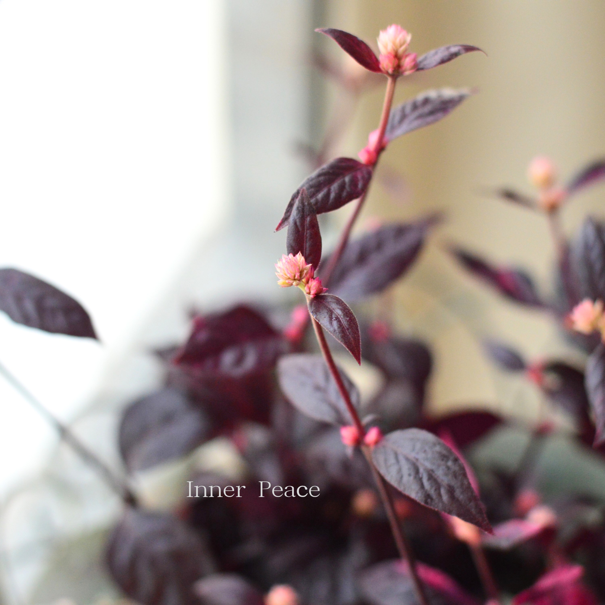 【２本植え！】 アルテルナンテラ　『オーヴォホショ』　3.5寸POT