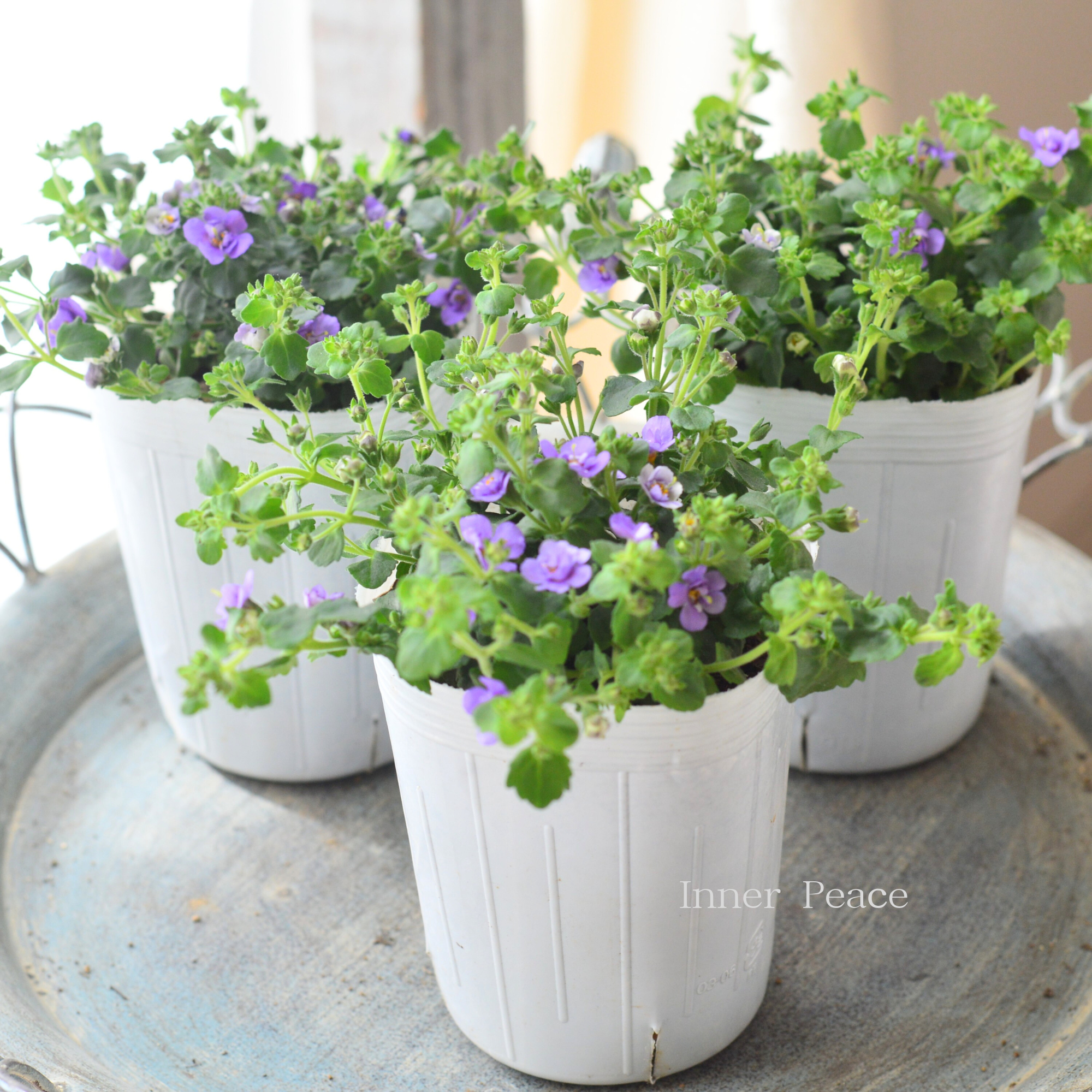 【２本植え】 バコパ  『スコピア ダブル・インディゴ』　　3寸ロングPOT