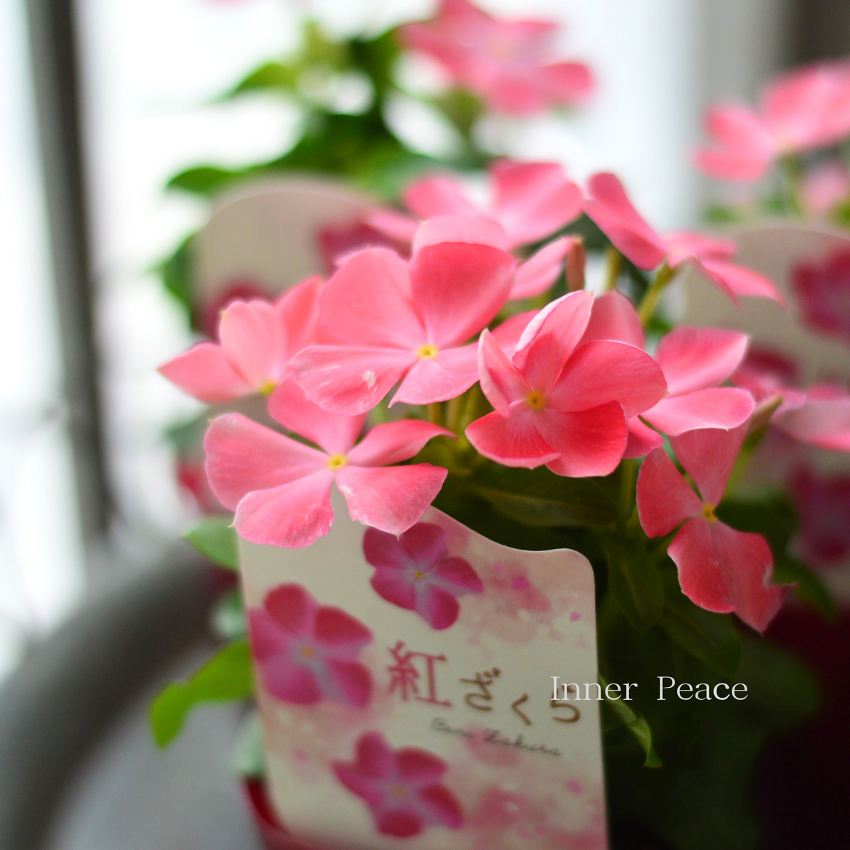 レア、切花品種　紅☆☆　小苗 美しい】 ニチニチソウ 『紅ざくら』 3寸POT