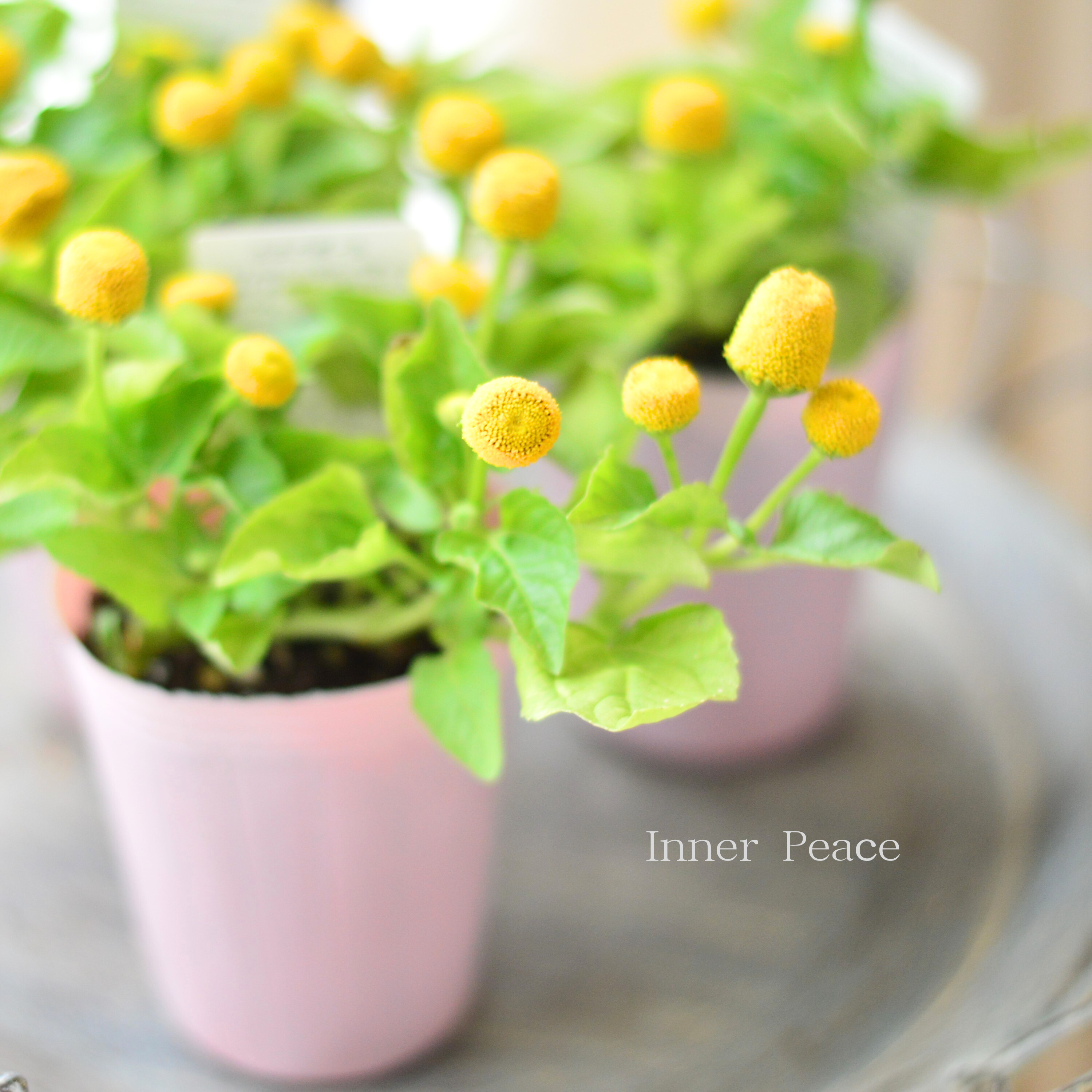【開花期が長い】 スピランサス　『たまごボール』　　2.5寸POT