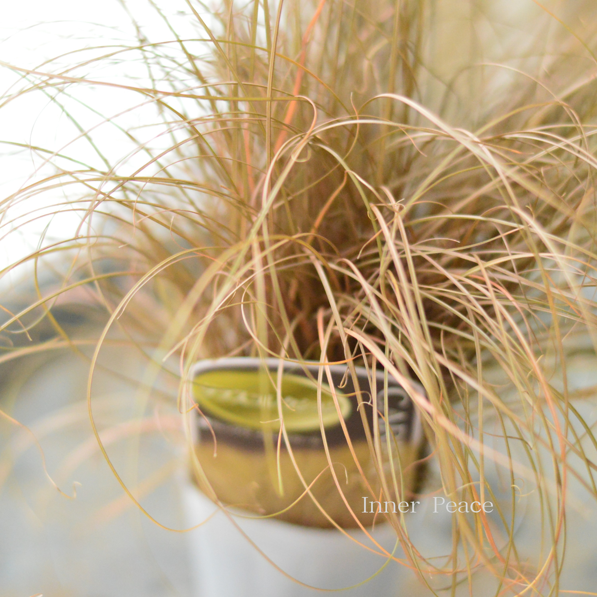 【オシャレ】 カレックス　『ブロンズカール』　　2.5寸POT