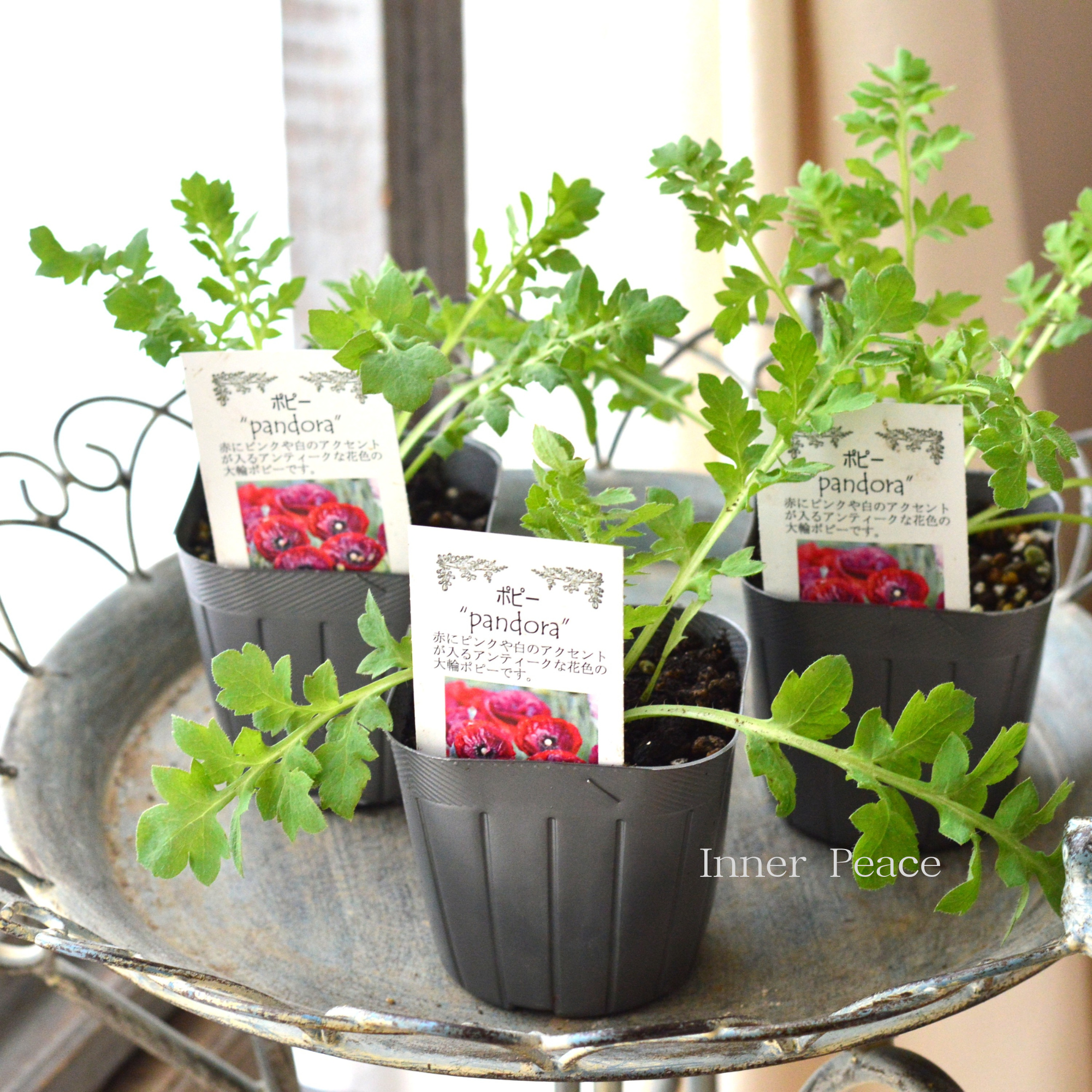 【シック】 ポピー 『パンドラ』  植え込み用　3寸POT